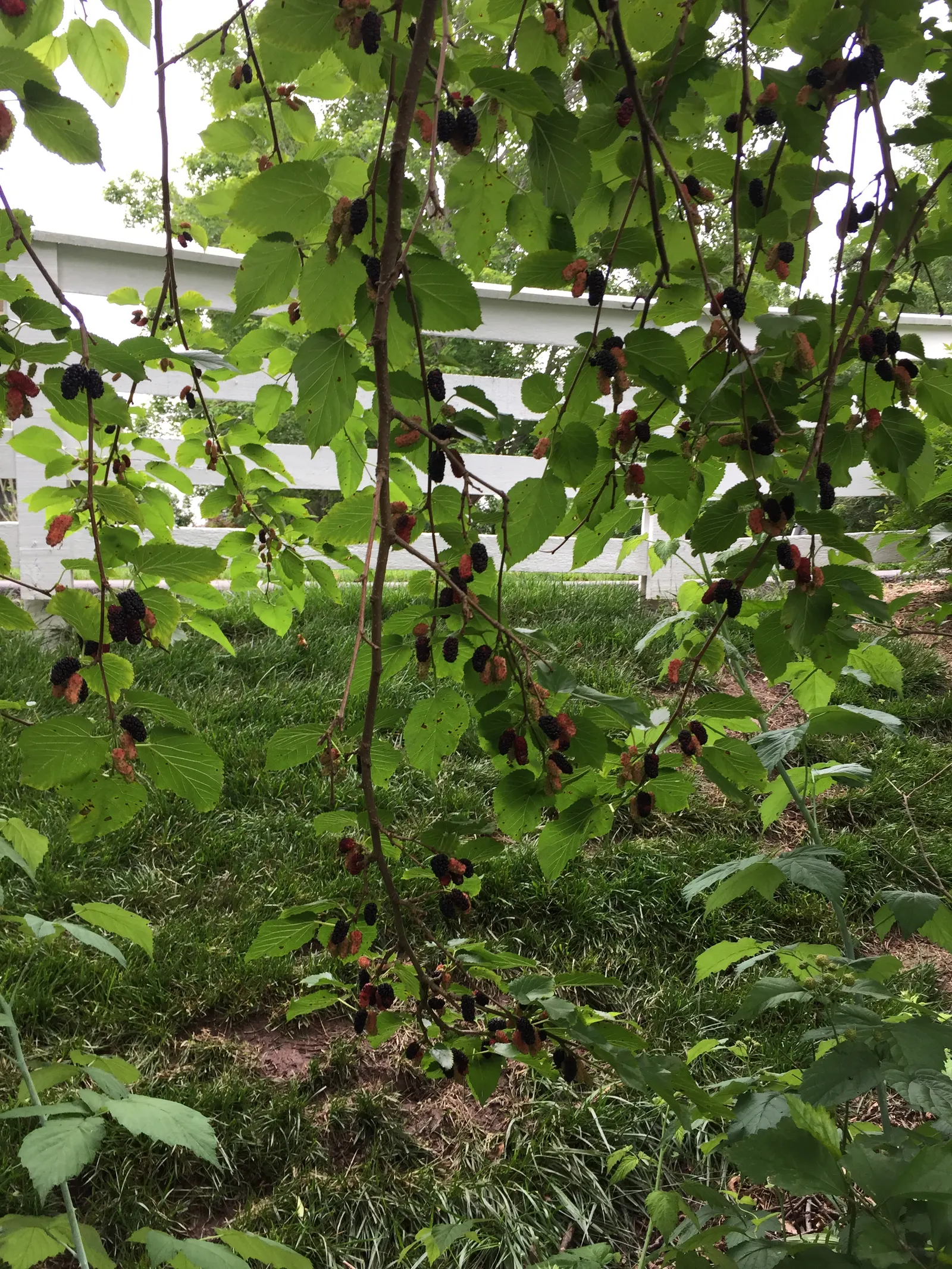 Red Mulberry (Morus Rubra) — This resilient tree prefers rich, well-drained soils and thrives in full sun to partial shade; the Red Mulberry or, image 52