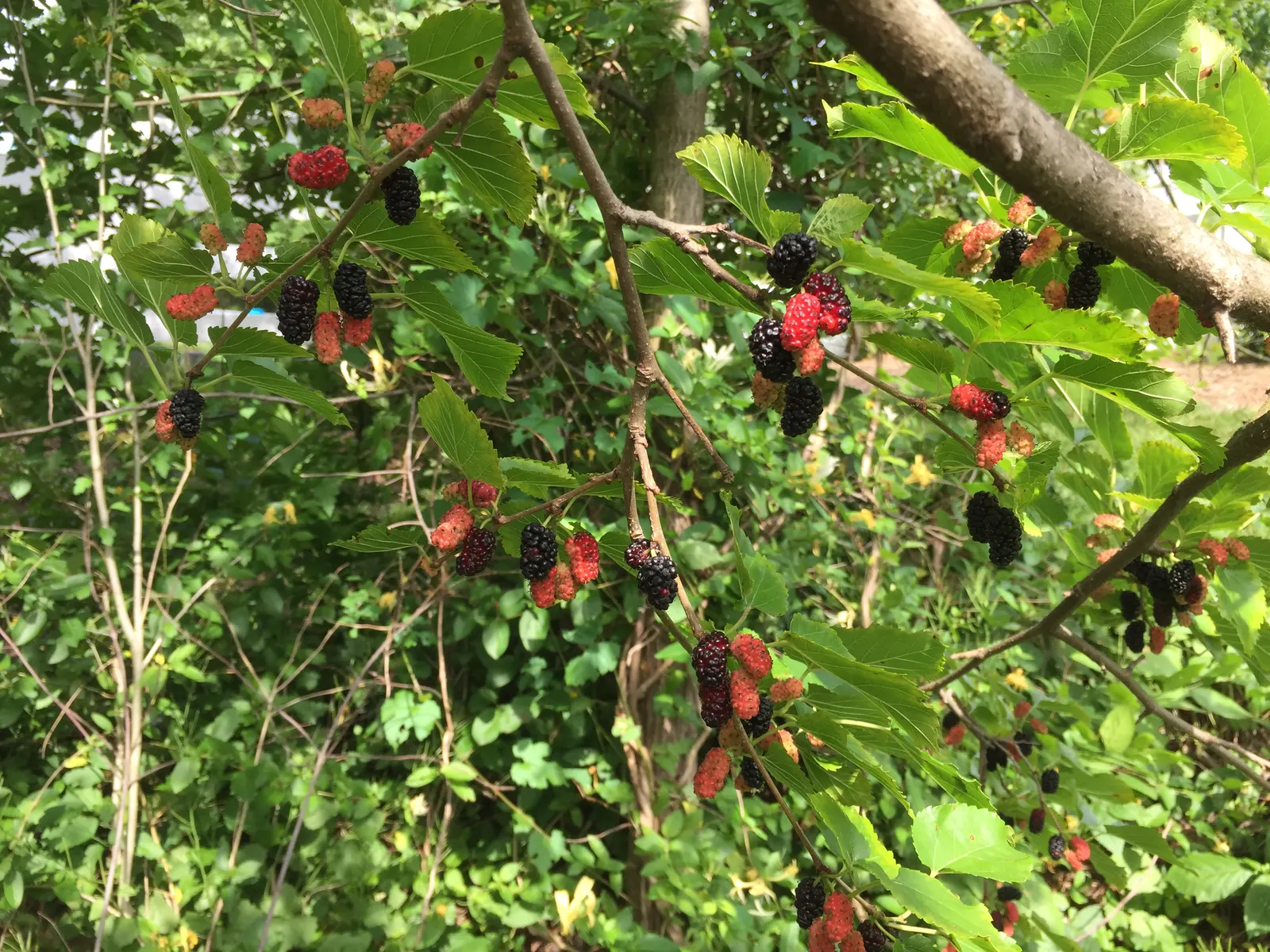 Red Mulberry (Morus Rubra) — which can grow up to 7 inches long; though it prefers a slightly acidic to neutral pH