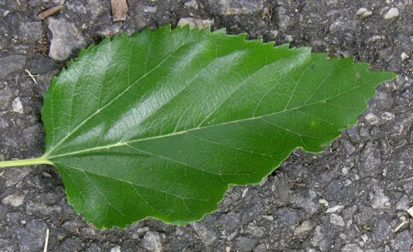 Red Mulberry (Morus Rubra) — The tree is relatively fast-growing and is adaptable to various soil types; it reaches up to 35-50 feet tall with a 35-foot spread