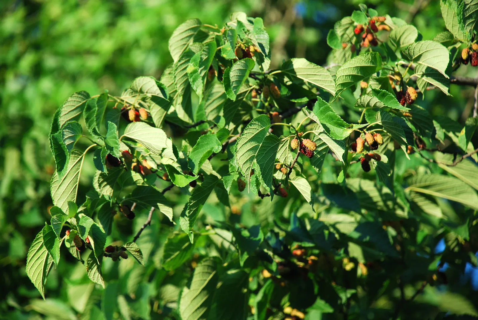 Red Mulberry (Morus Rubra) — this tree offers both ornamental charm and hands-on engagement for any client's garden