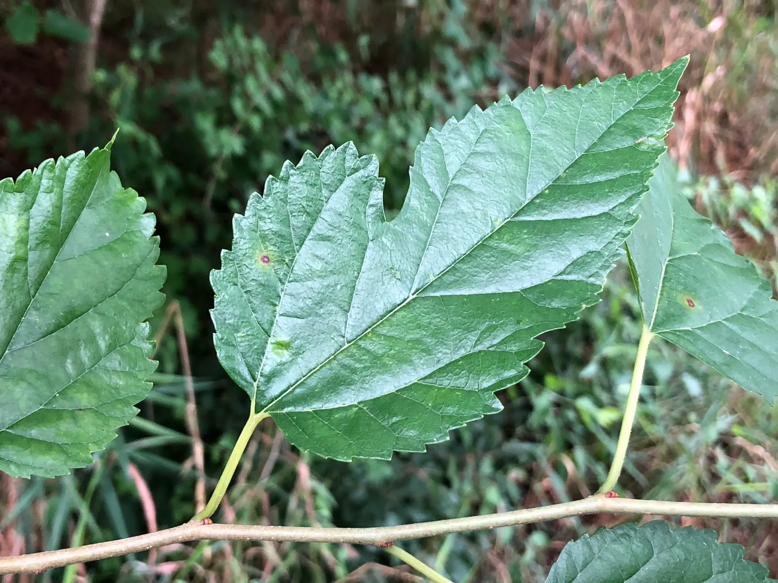 Red Mulberry (Morus Rubra) — Hardy in USDA zones 4 through 8