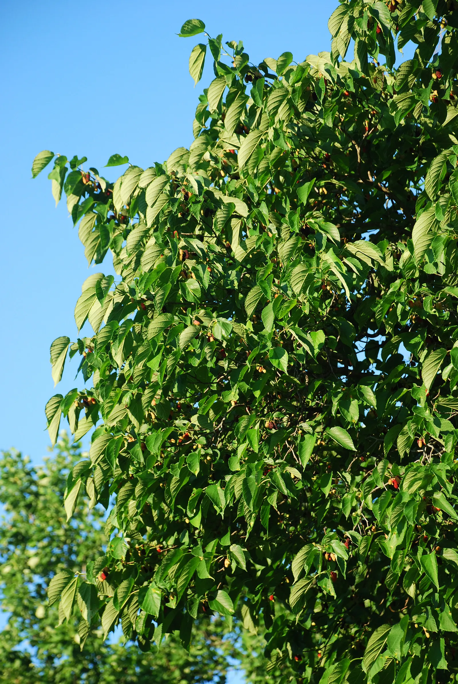 Red Mulberry (Morus Rubra) — tree for full or half; this tree offers both ornamental charm and hands-on engagement for any client's garden