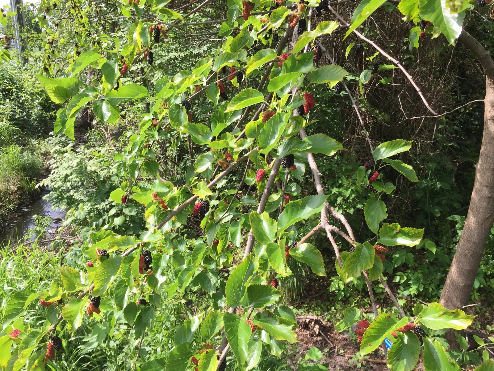 Red Mulberry (Morus Rubra) — consider situating it in a location with full sun to partial shade and in well-drained soil; note: It can spread via seeds