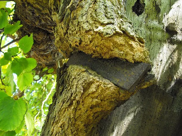 Red Mulberry (Morus Rubra) — including birds and butterflies