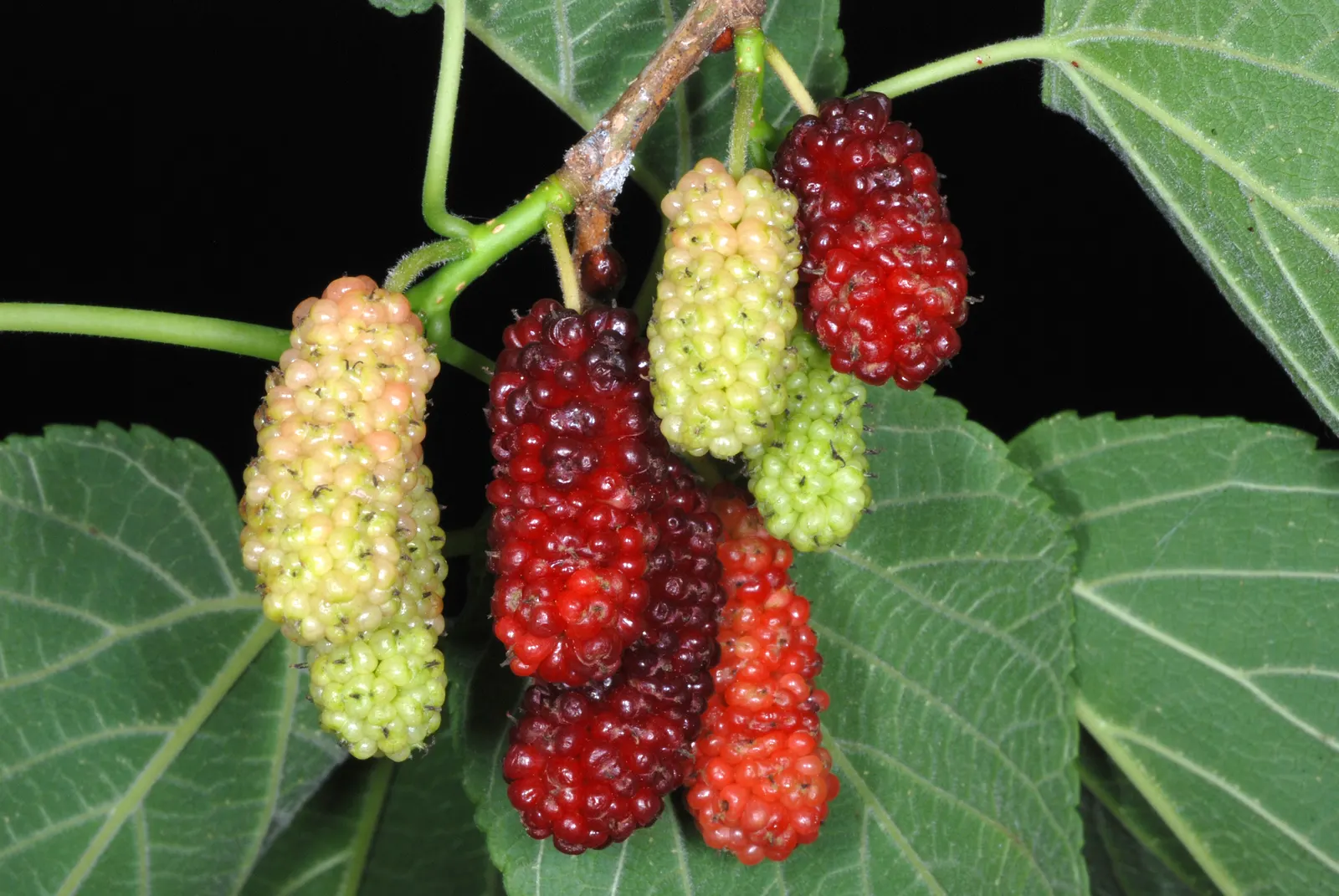 Red Mulberry (Morus Rubra) — each berry reaching up to 1 inch in length; round canopy that provides generous shade