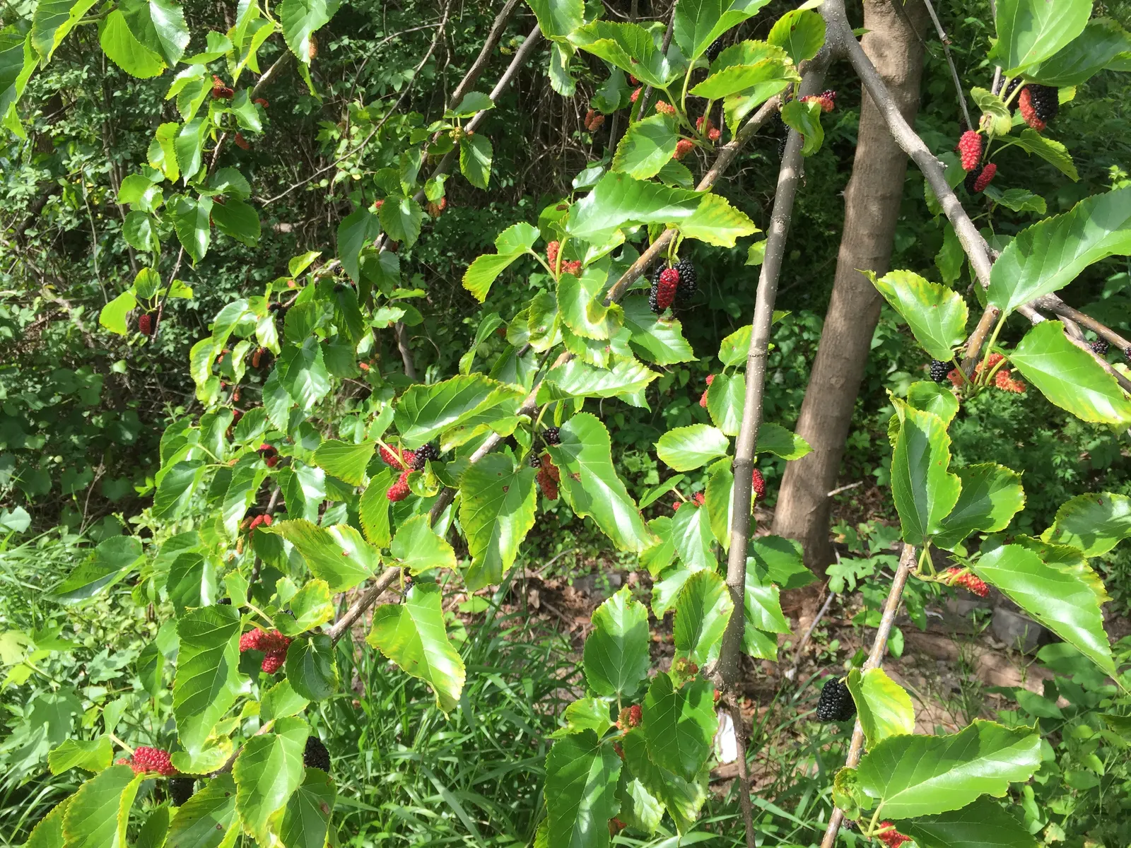 Red Mulberry (Morus Rubra) — round canopy that provides generous shade