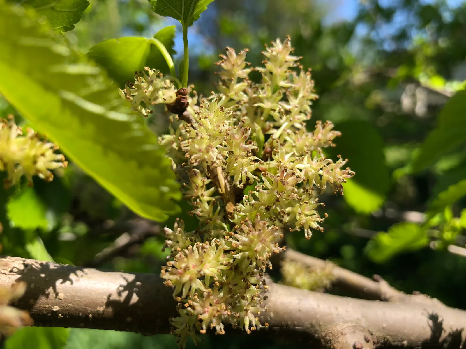 Red Mulberry (Morus Rubra) — be mindful that the fruit can be messy when it falls