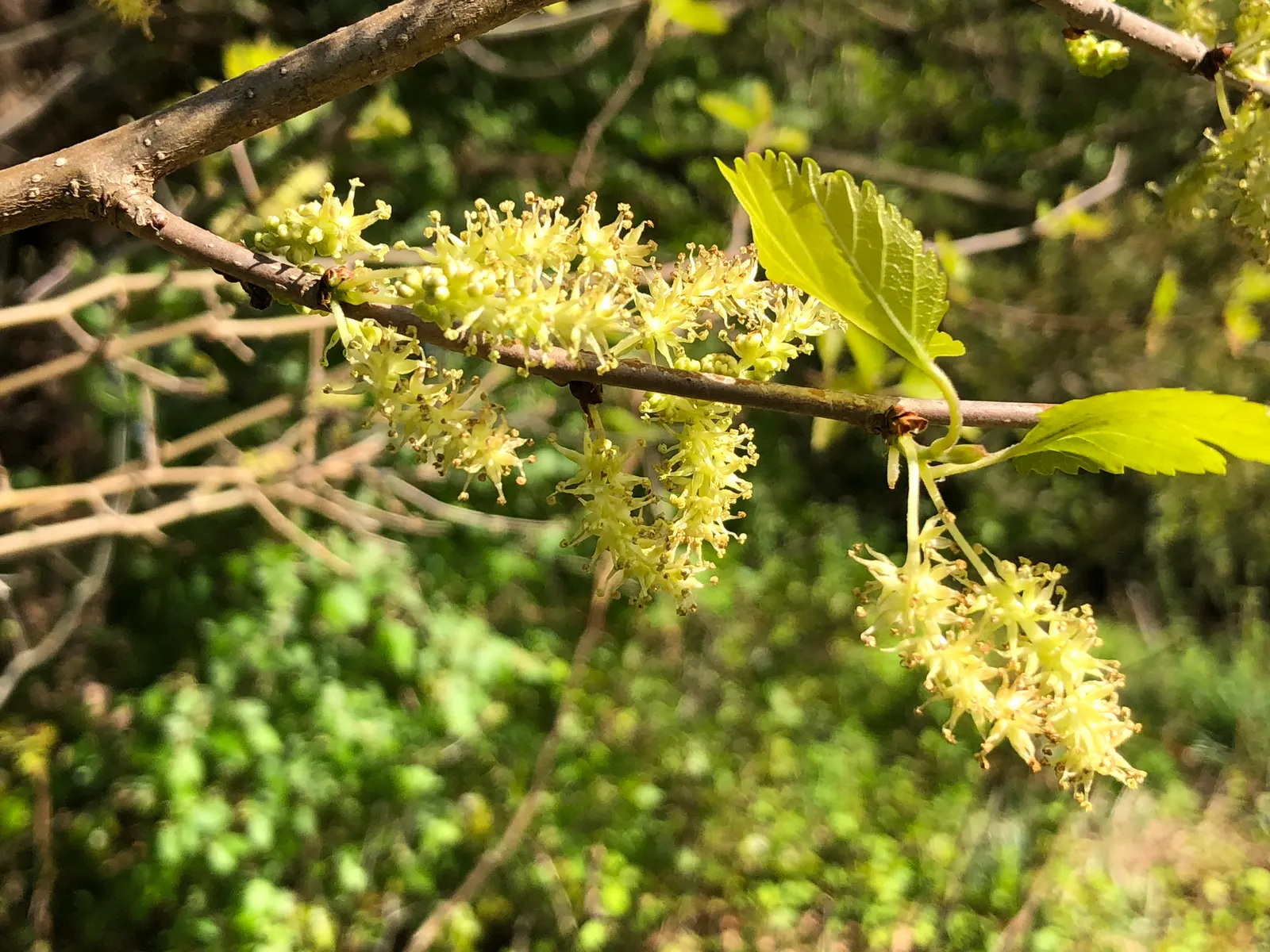 Red Mulberry (Morus Rubra) — consider situating it in a location with full sun to partial shade and in well-drained soil