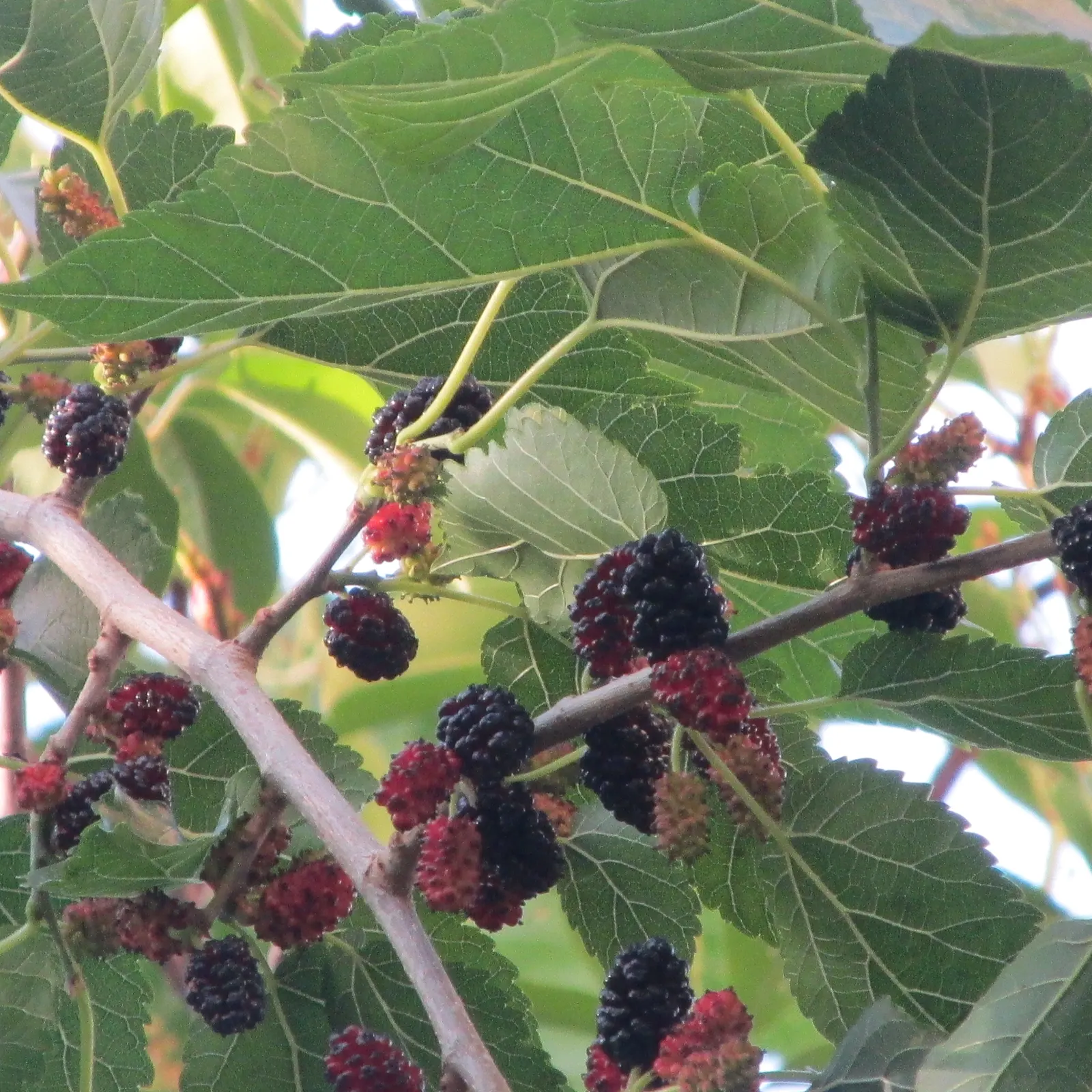 Red Mulberry (Morus Rubra) — green flowers in the garden; typically reaching heights between 35 to 50 feet with a roughly equal spread