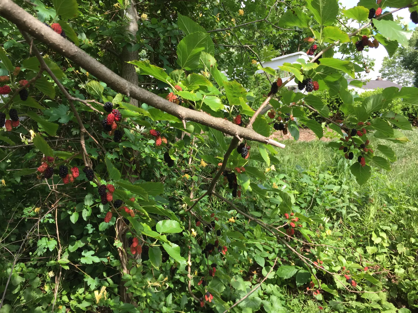 Red Mulberry (Morus Rubra) — Typically reaching heights between 35 to 50 feet with a roughly equal spread