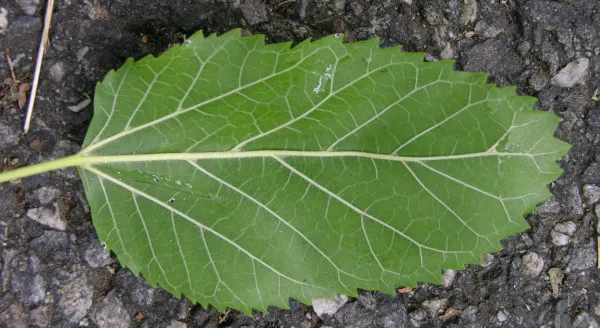Red Mulberry (Morus Rubra) — including birds and butterflies; tree with green blooms