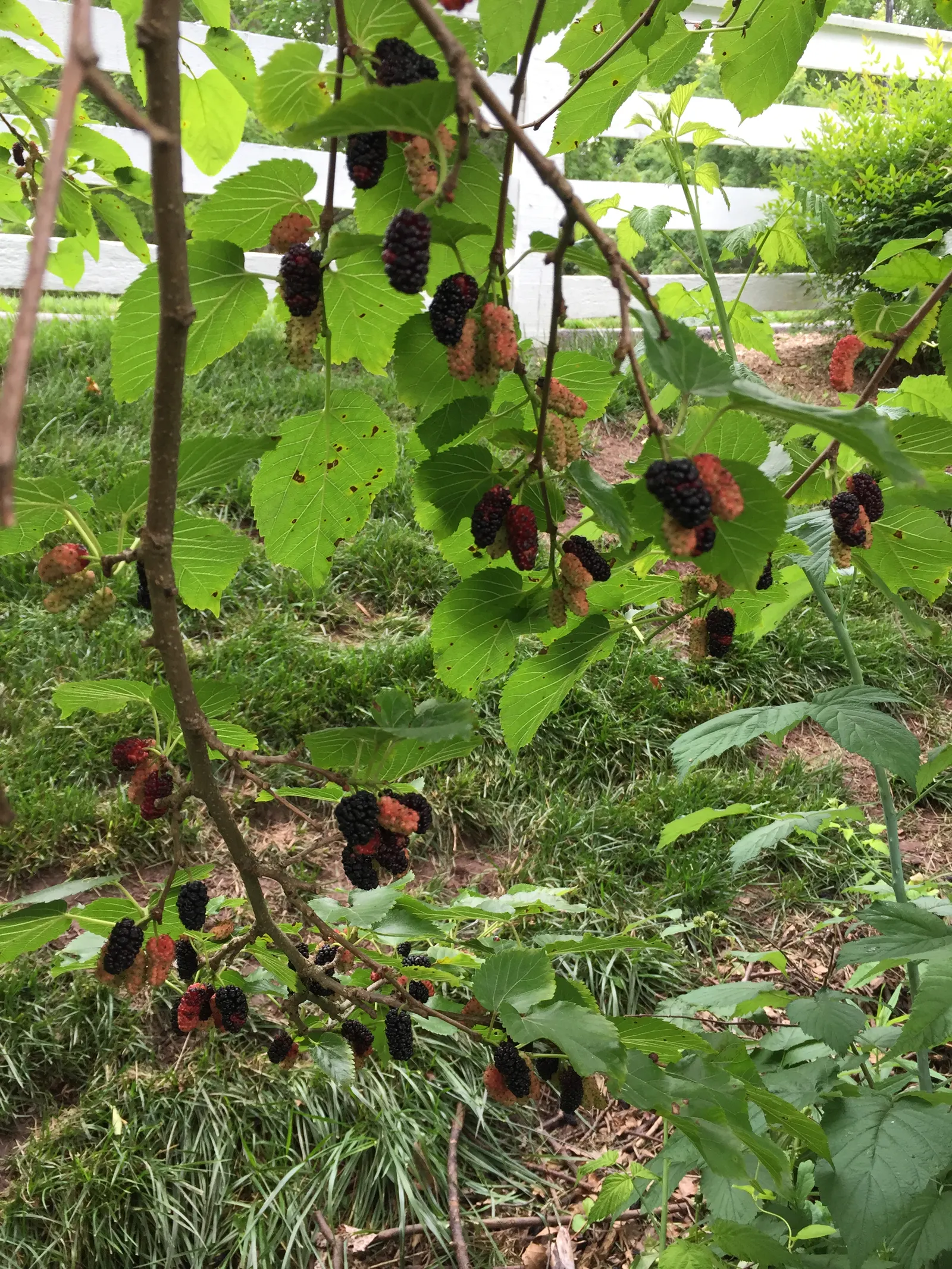 Red Mulberry (Morus Rubra) — Typically reaching heights between 35 to 50 feet with a roughly equal spread; green flowers in the garden