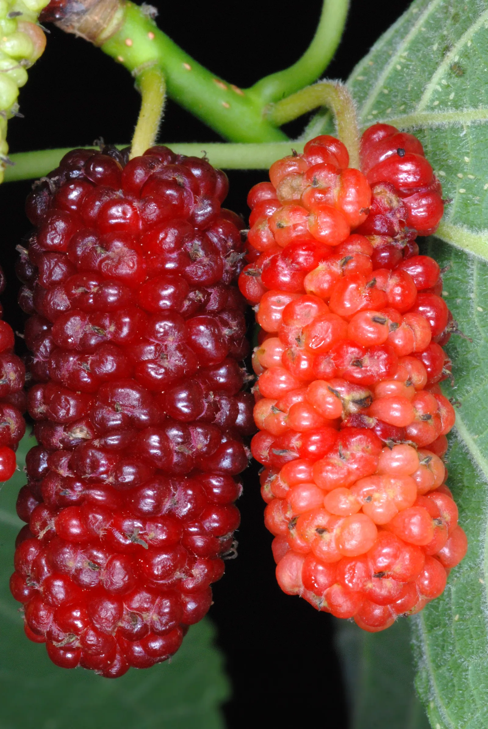 Red Mulberry (Morus Rubra) — round canopy that provides generous shade; each berry reaching up to 1 inch in length