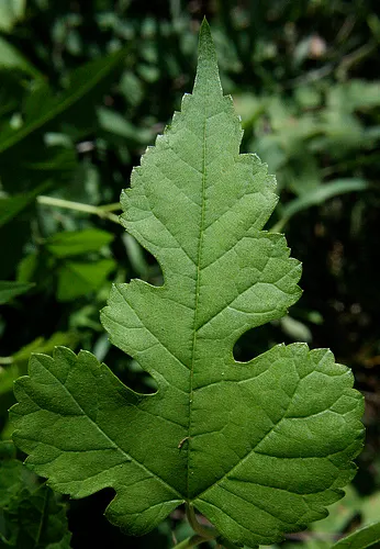 Red Mulberry (Morus Rubra) — inconspicuous flowers that give way to the plant's most distinctive feature: the elongated; heart-shaped leaves and sweet