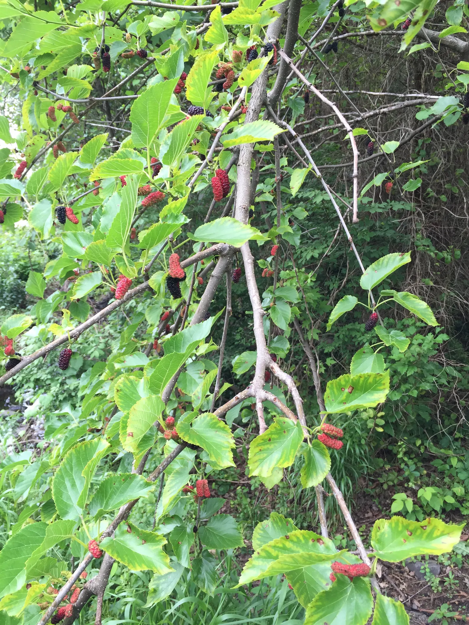 Red Mulberry (Morus Rubra) — It reaches up to 35-50 feet tall with a 35-foot spread; the tree is relatively fast-growing and is adaptable to various soil types