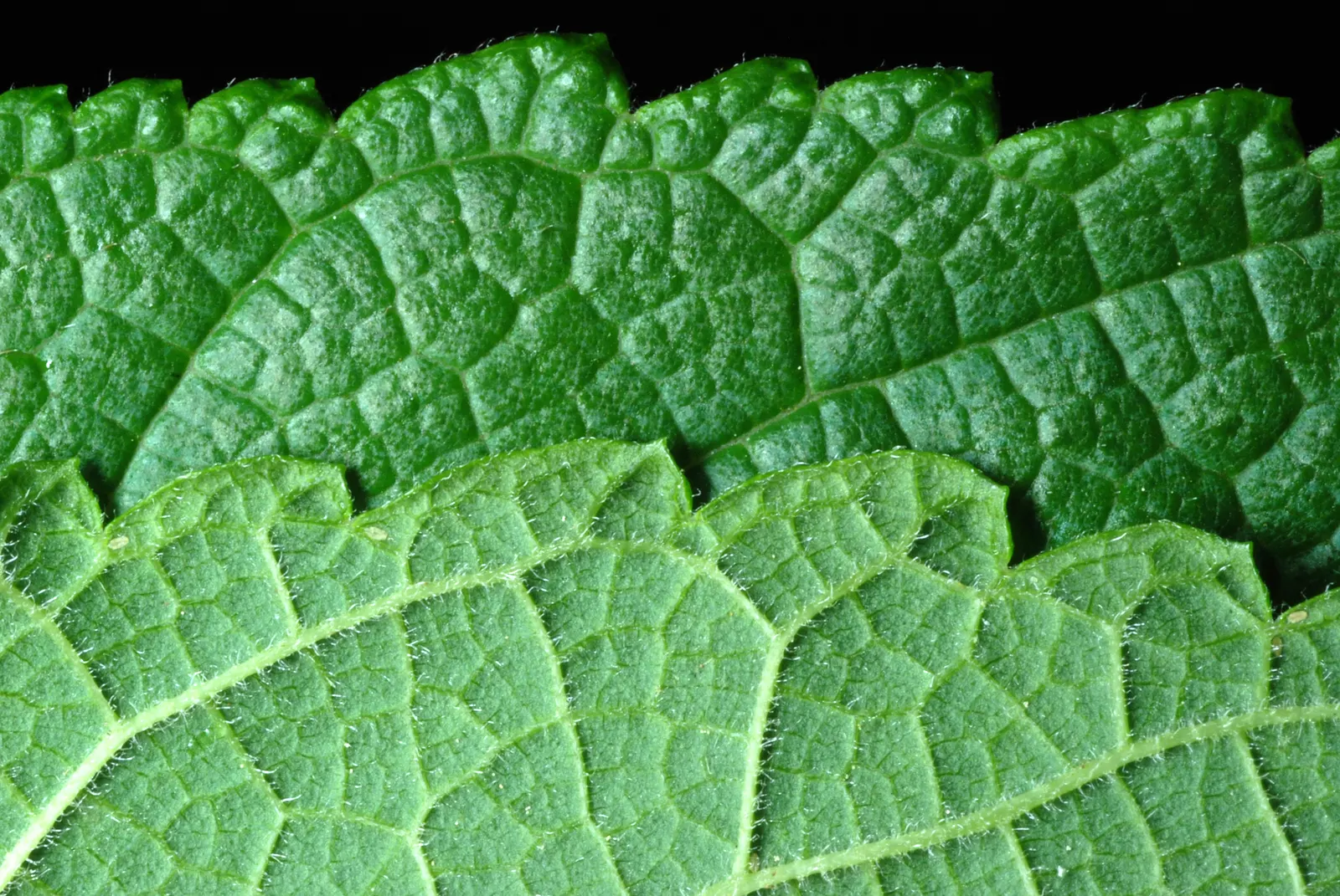 Red Mulberry (Morus Rubra) — each berry reaching up to 1 inch in length