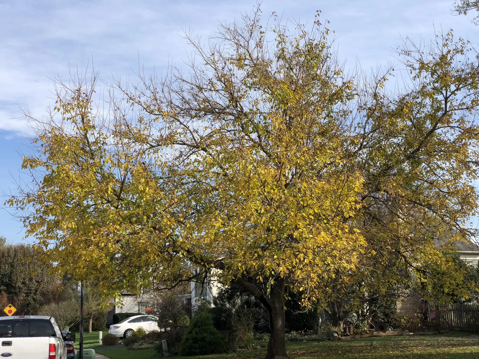 Red Mulberry (Morus Rubra) — so placement away from pathways or patios might be wise to reduce maintenance