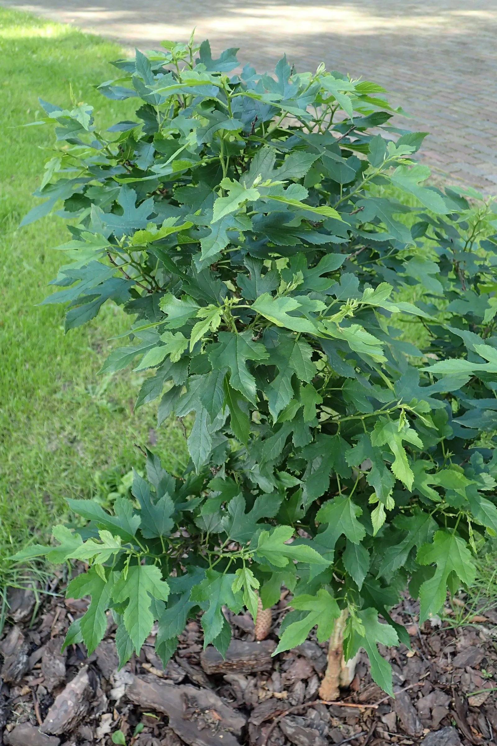 Red Mulberry (Morus Rubra) — Ideal for wildlife gardens, it provides food for birds and butterflies