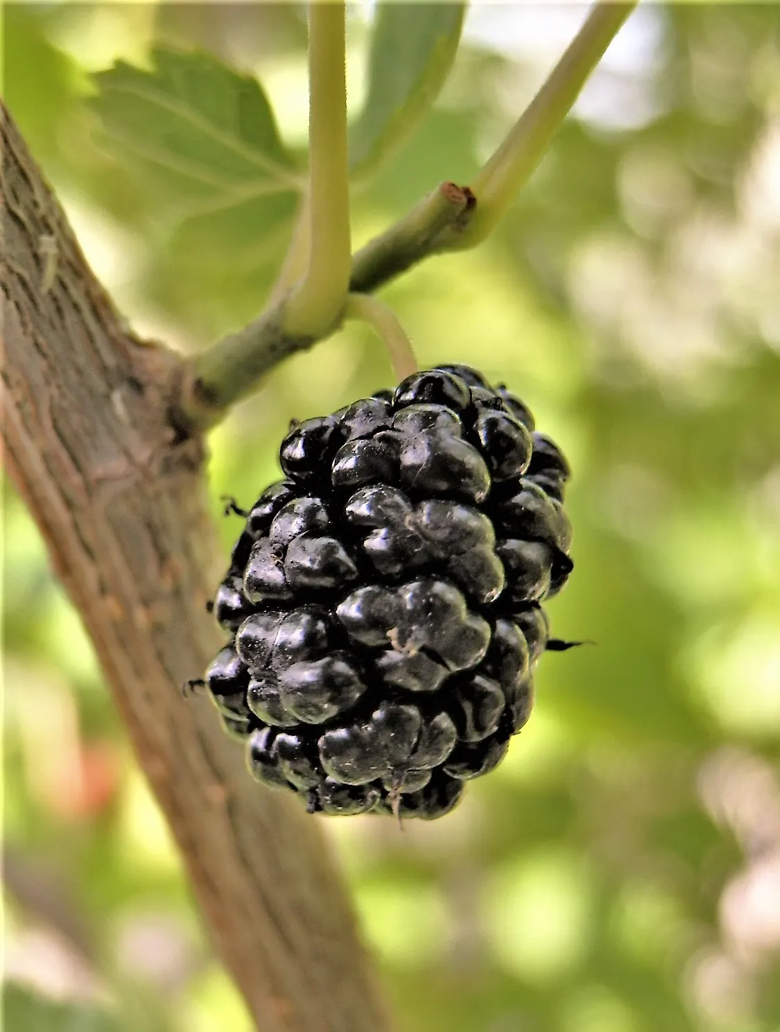 Red Mulberry (Morus Rubra) — green flowers in the garden