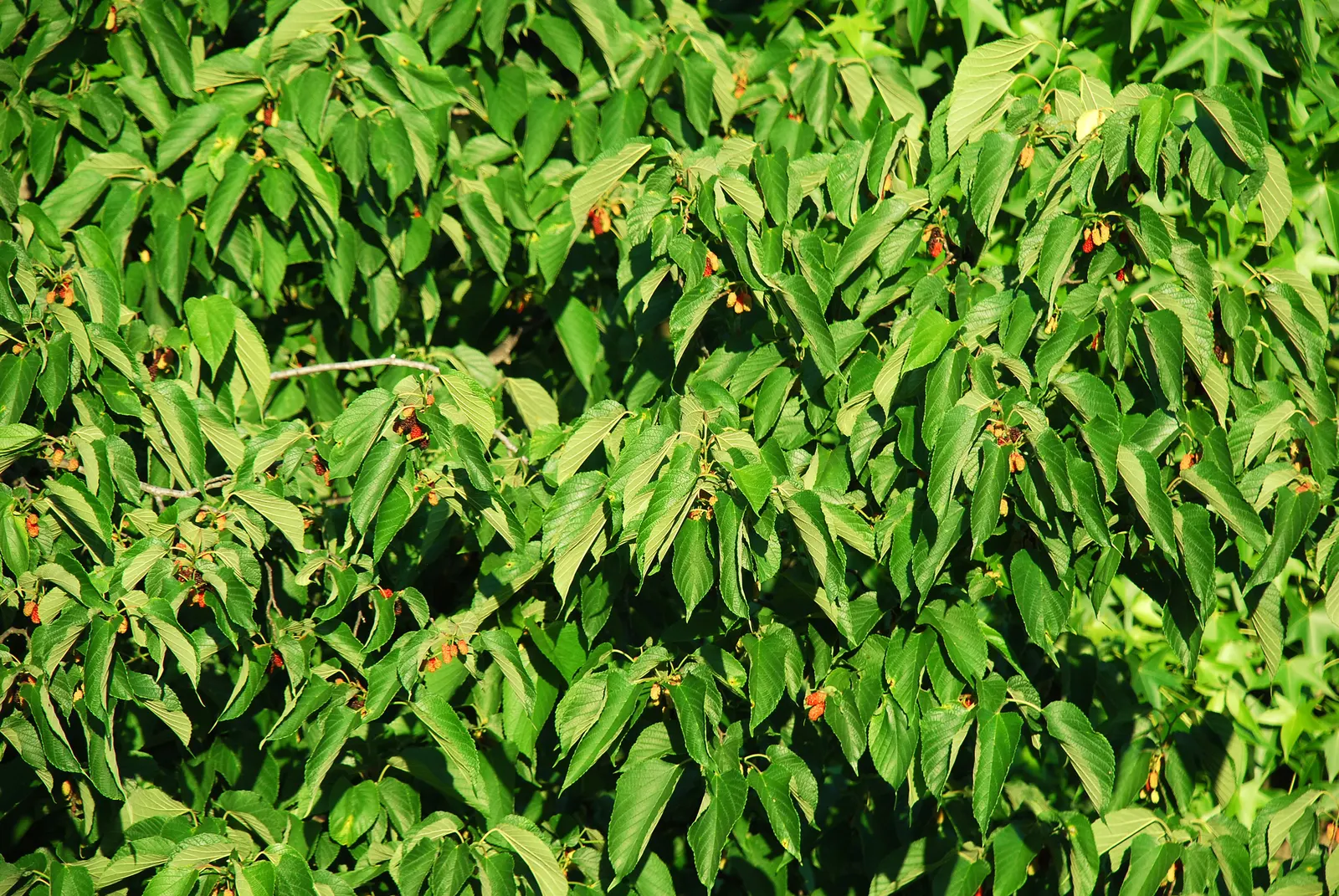 Red Mulberry (Morus Rubra) — heart-shaped leaves and sweet