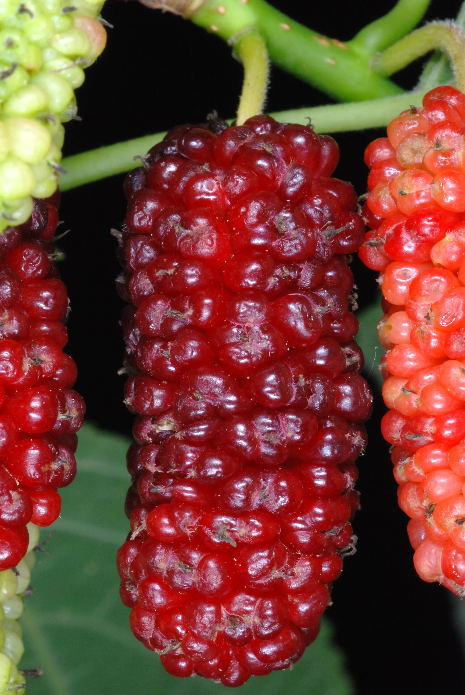 Red Mulberry (Morus Rubra) — though it prefers a slightly acidic to neutral pH; which can grow up to 7 inches long