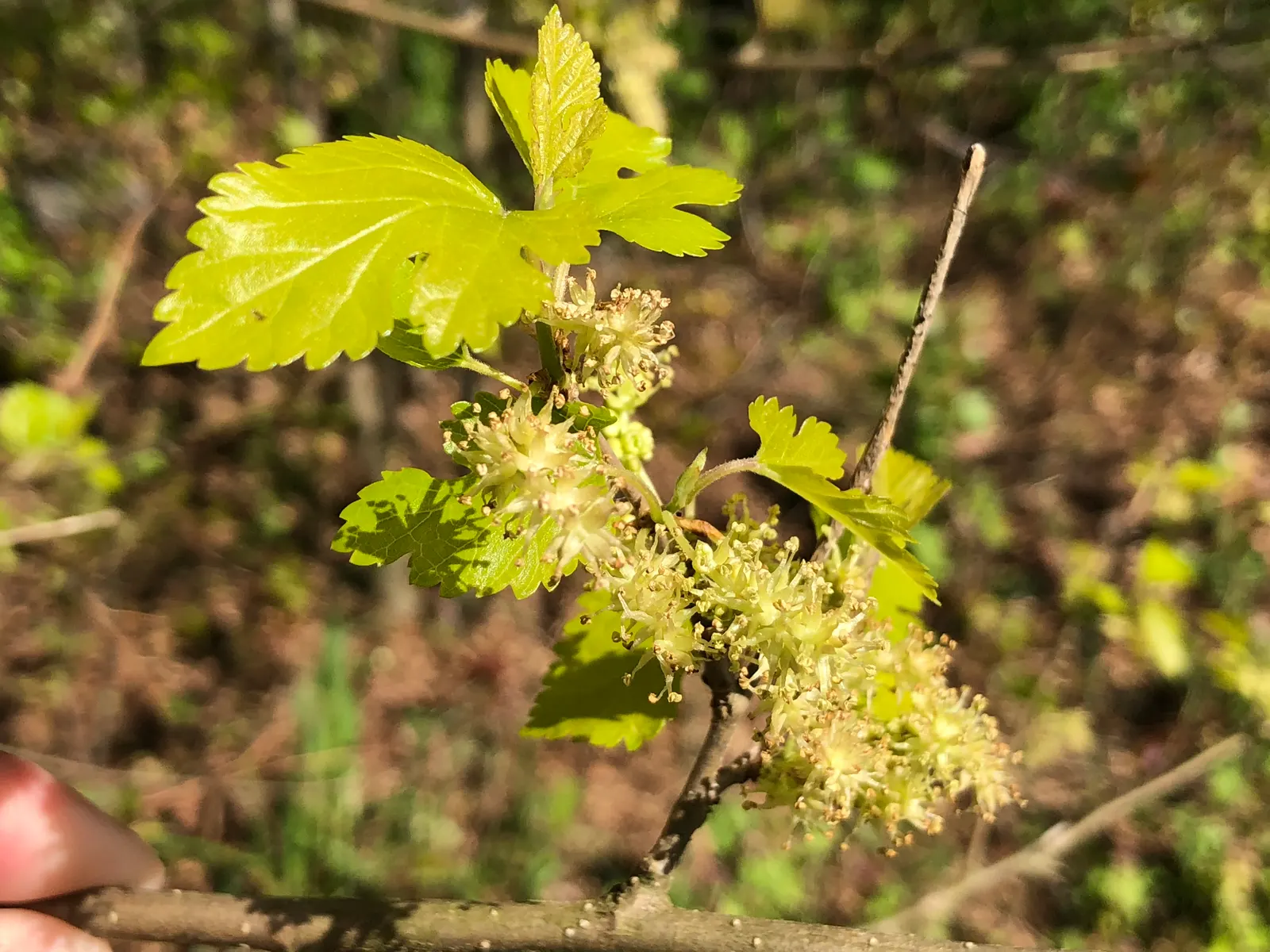Red Mulberry (Morus Rubra) — though it prefers a slightly acidic to neutral pH