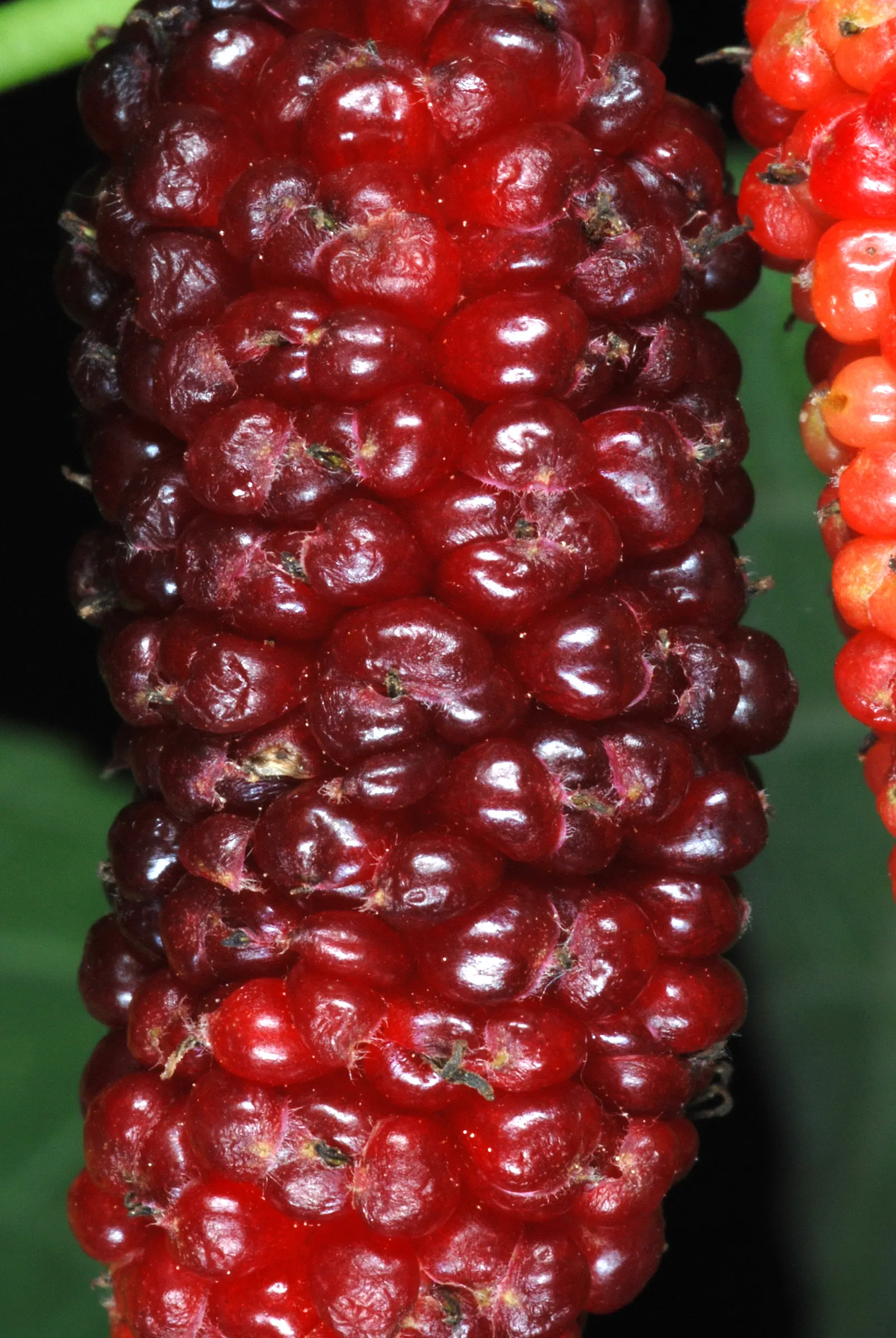 Red Mulberry (Morus Rubra) — Note: It can spread via seeds, potentially becoming weedy; consider situating it in a location with full sun to partial shade and
