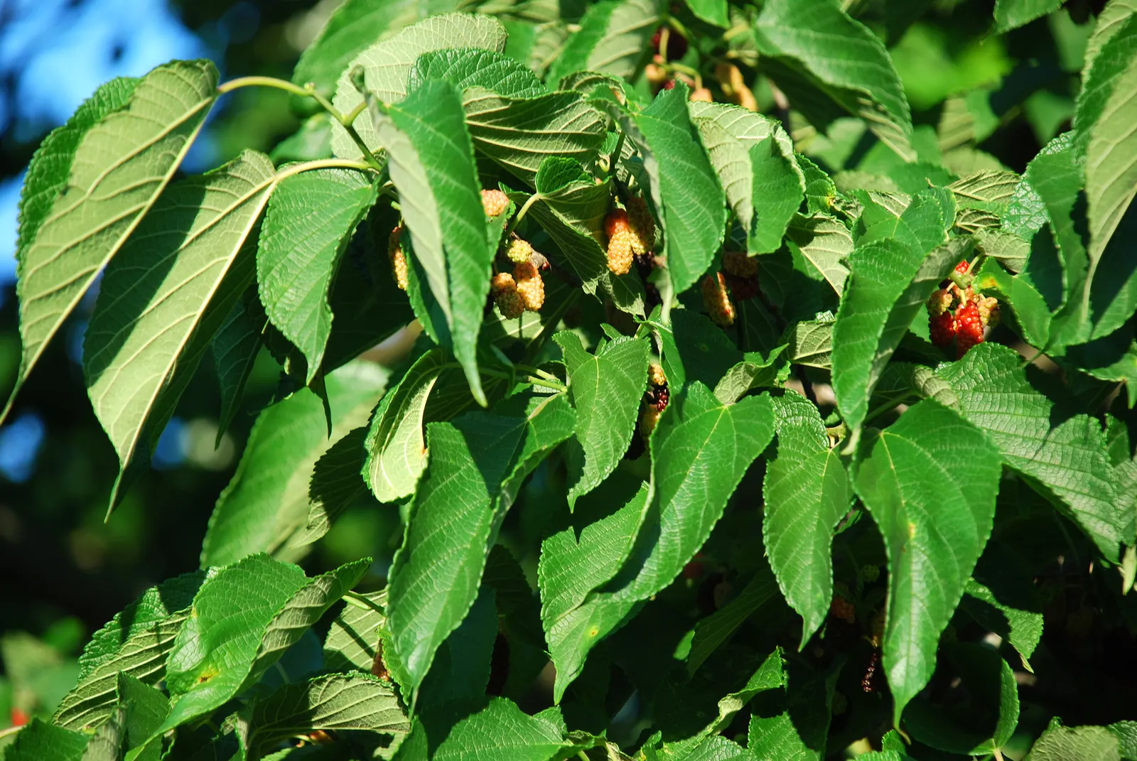 Red Mulberry (Morus Rubra) — this species is revered for its broad
