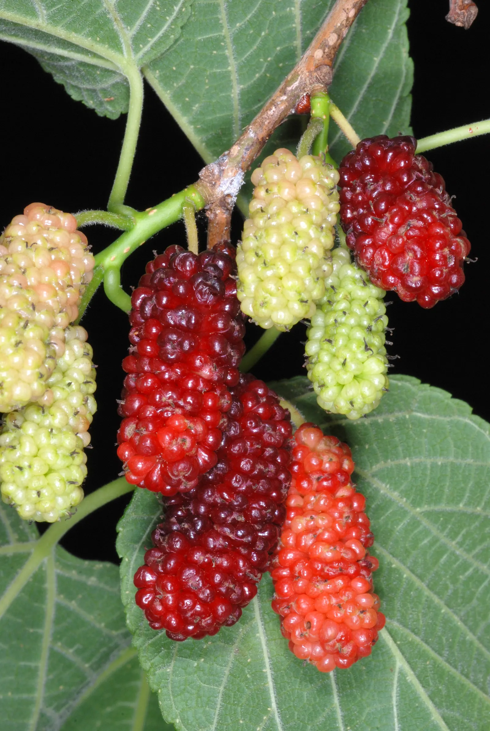 Red Mulberry (Morus Rubra) — be mindful that the fruit can be messy when it falls; these fruits are not only appealing to the eye and palate but also attract a
