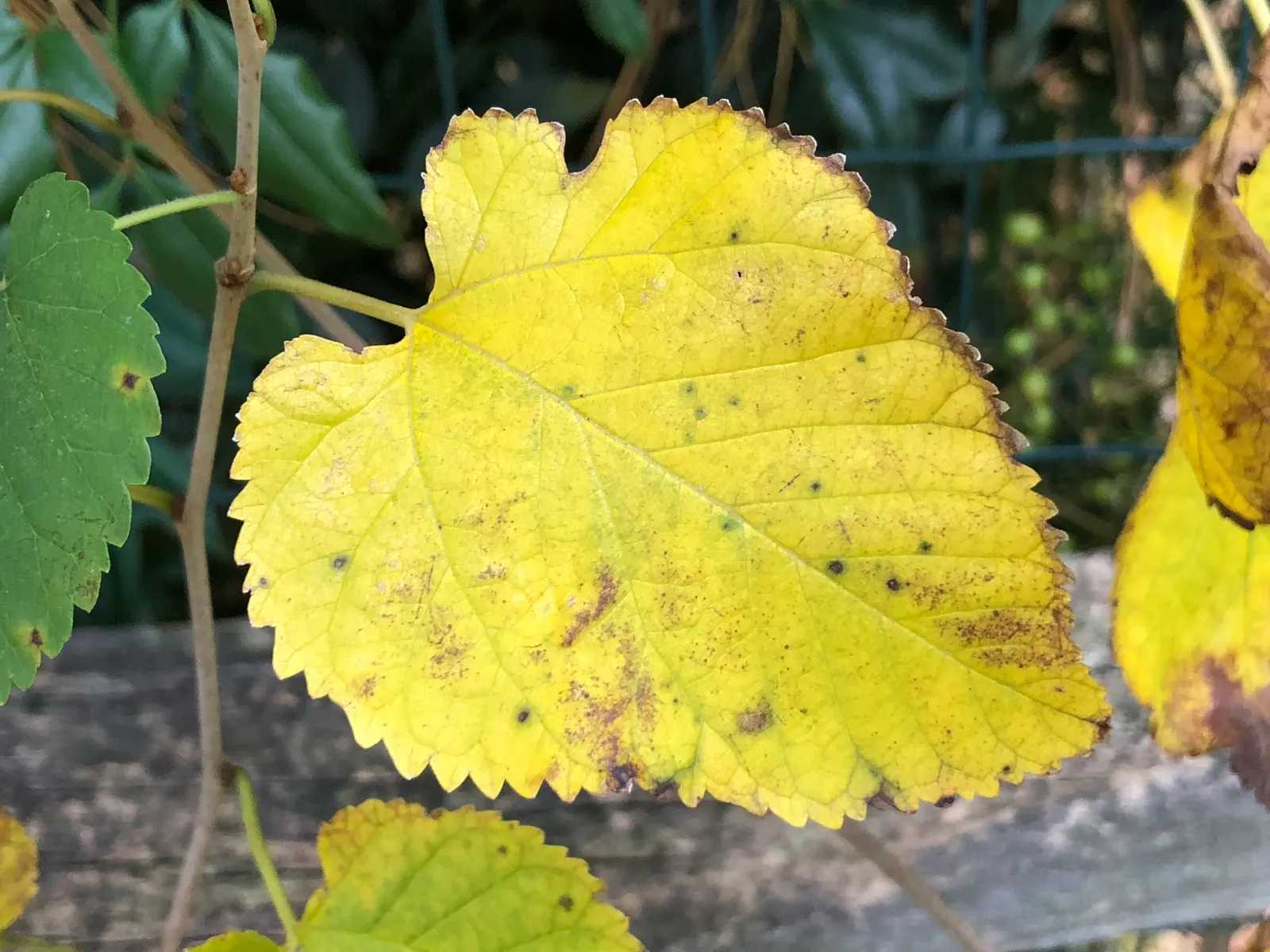 Red Mulberry (Morus Rubra) — heart-shaped leaves and sweet; inconspicuous flowers that give way to the plant's most distinctive feature: the elongated