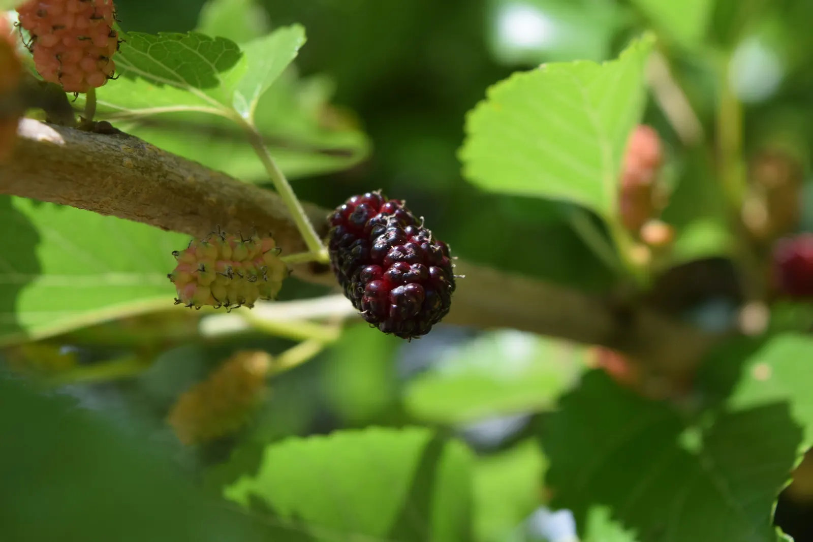 Red Mulberry (Morus Rubra) — this species is revered for its broad; ideal for wildlife gardens, it provides food for birds and butterflies