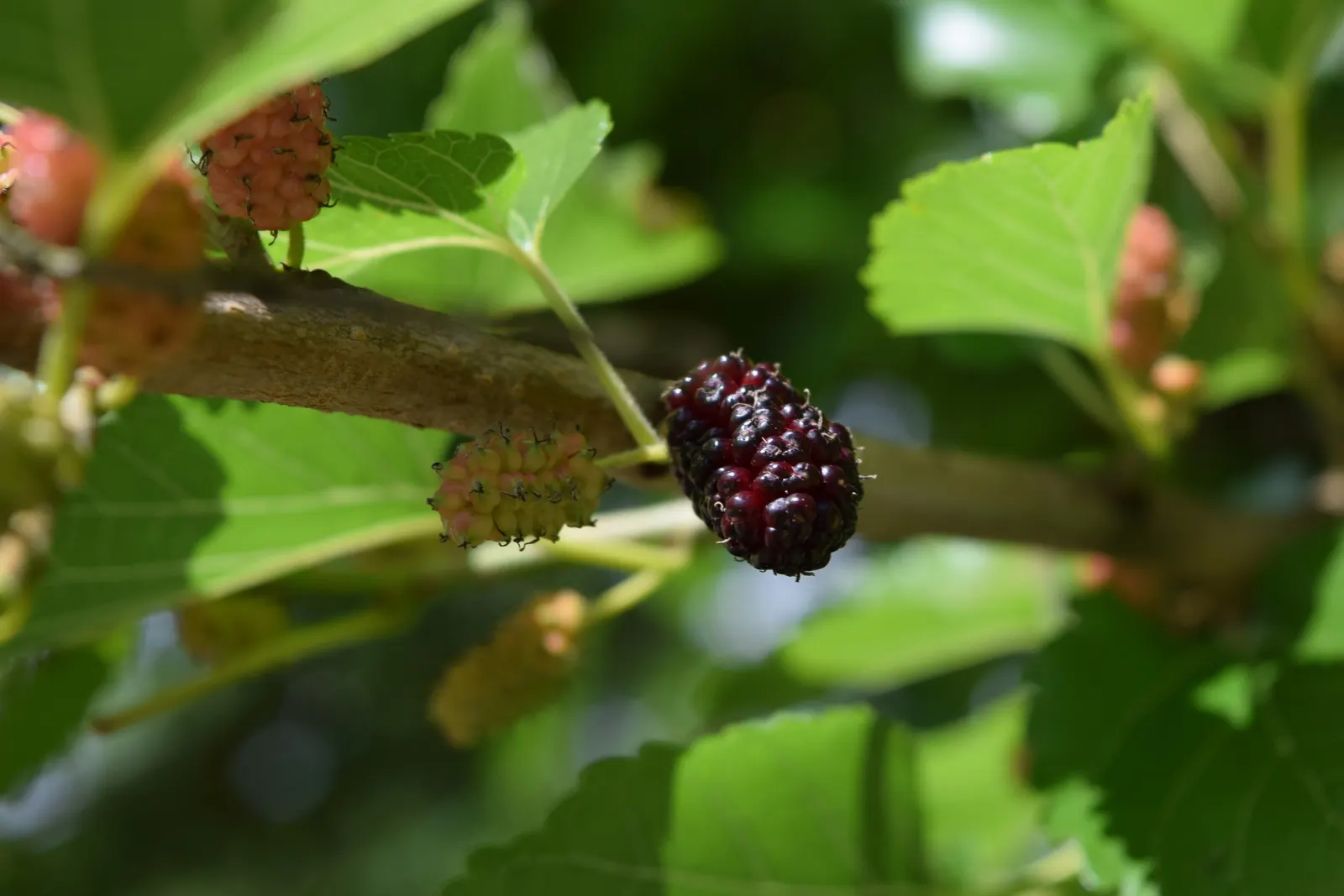 Red Mulberry (Morus Rubra) — These fruits are not only appealing to the eye and palate but also attract a variety of wildlife; be mindful that the fruit can be