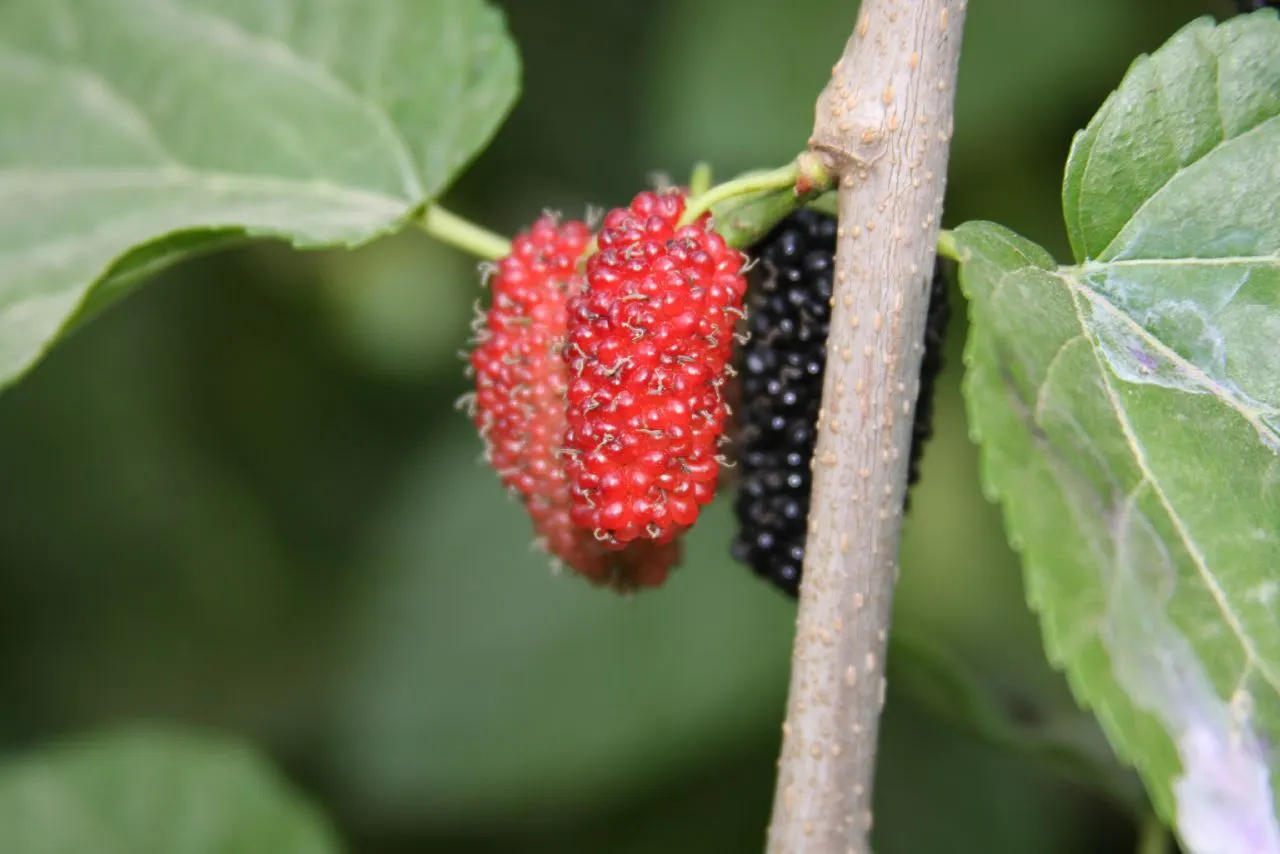 Red Mulberry (Morus Rubra) — Ideal for wildlife gardens, it provides food for birds and butterflies; this species is revered for its broad
