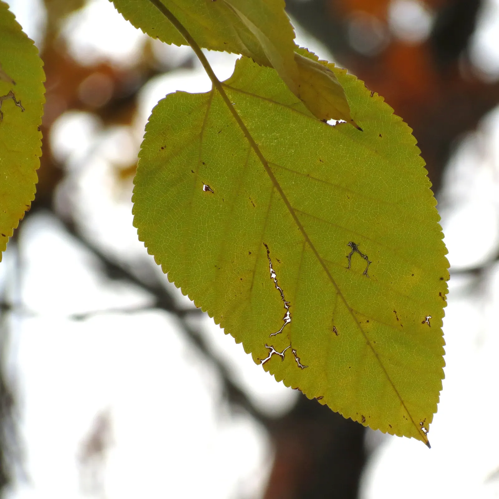 Red Mulberry (Morus Rubra) — Hardy in USDA zones 4 through 8; so placement away from pathways or patios might be wise to reduce maintenance