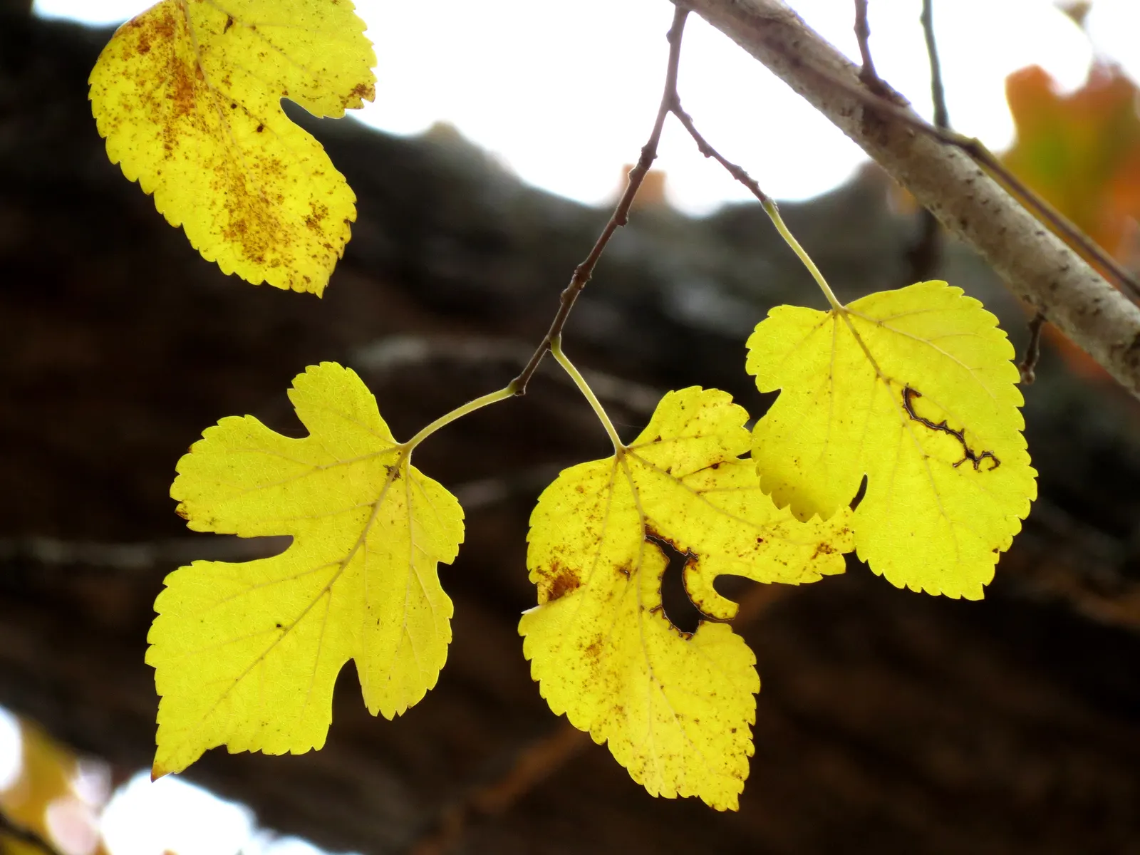 Red Mulberry (Morus Rubra) — Note: It can spread via seeds, potentially becoming weedy; consider situating it in a location with full sun to, image 54