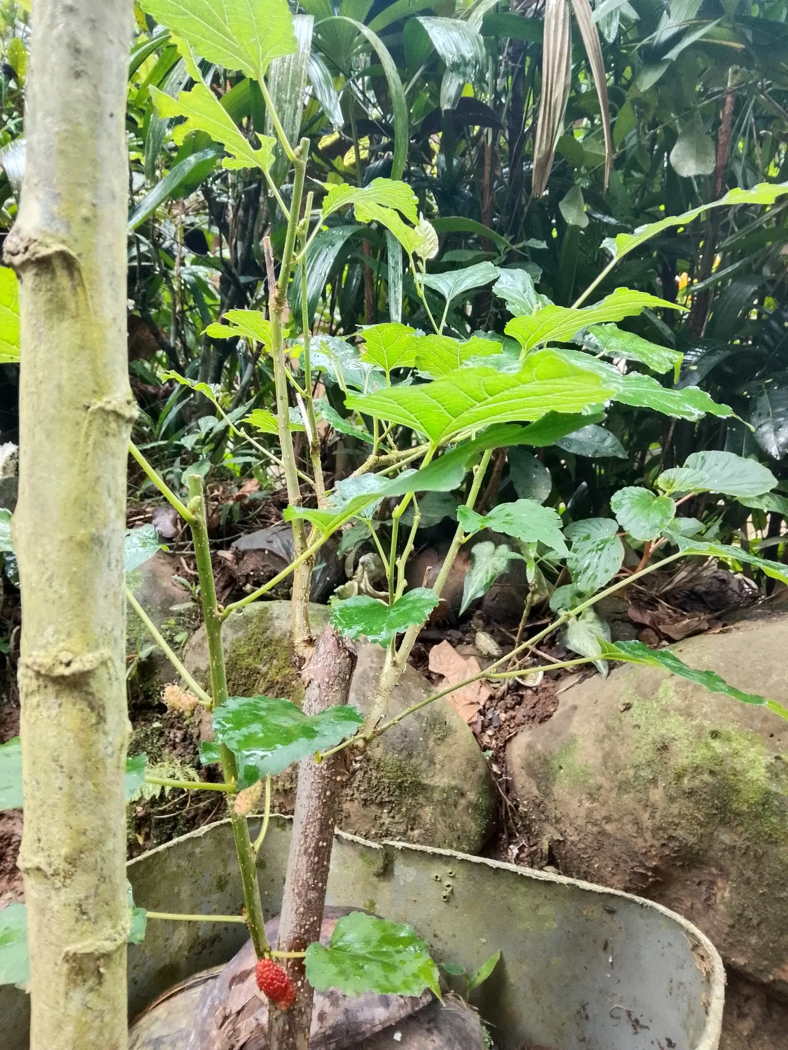 Red Mulberry (Morus Rubra) — so placement away from pathways or patios might be wise to reduce maintenance; hardy in USDA zones 4 through 8