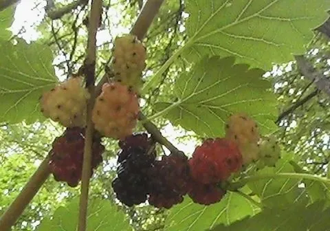 Red Mulberry (Morus Rubra) — tree for full or half