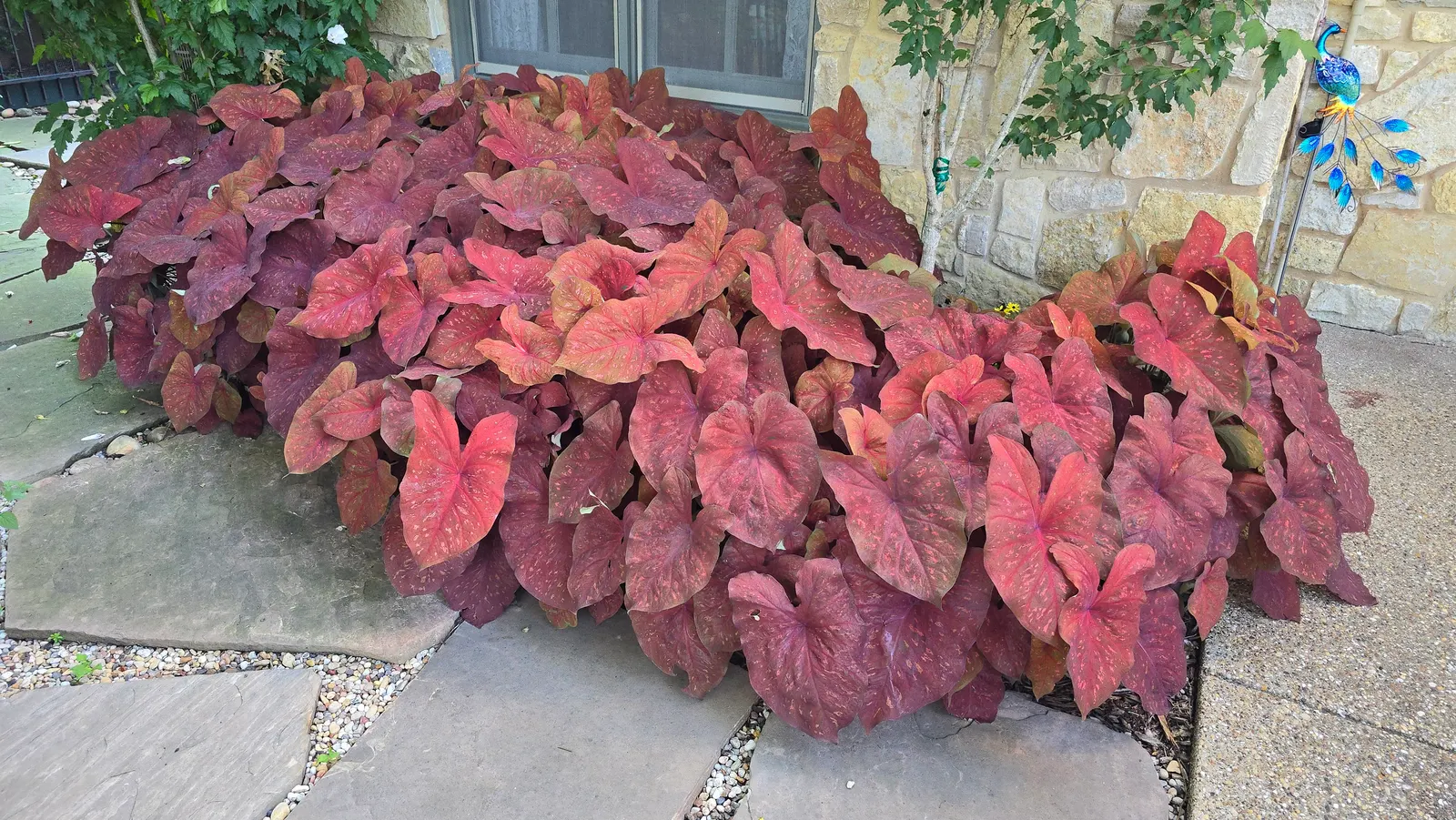 'Burning Heart' Sun Caladium (Caladium hortulanum) — Excellent as a thriller in containers, borders, and mass plantings