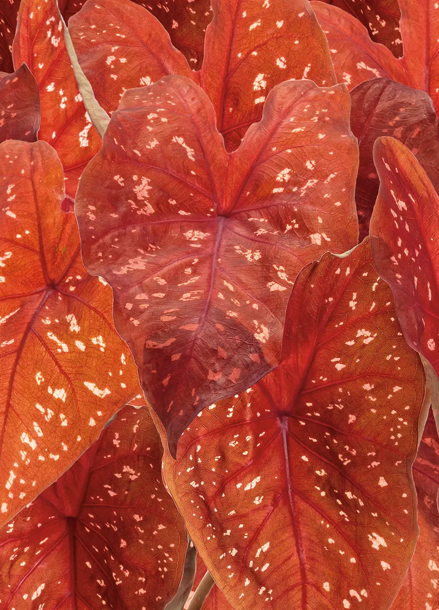 'Burning Heart' Sun Caladium (Caladium hortulanum) — though afternoon protection is wise in the hottest western and southern sites