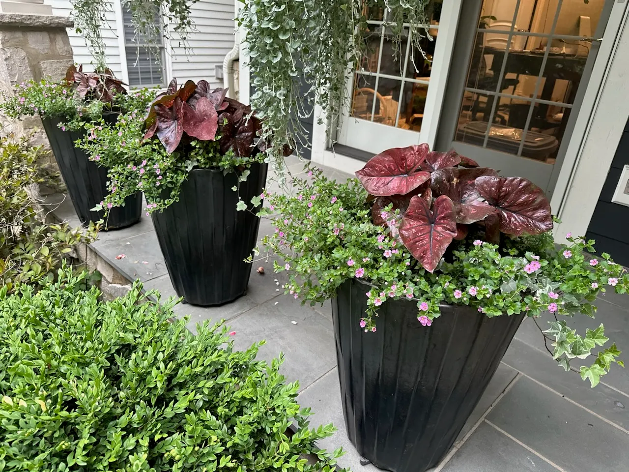 'Burning Heart' Sun Caladium (Caladium hortulanum) — while remaining hardy in USDA Zones 10a to 11b where warm conditions persist