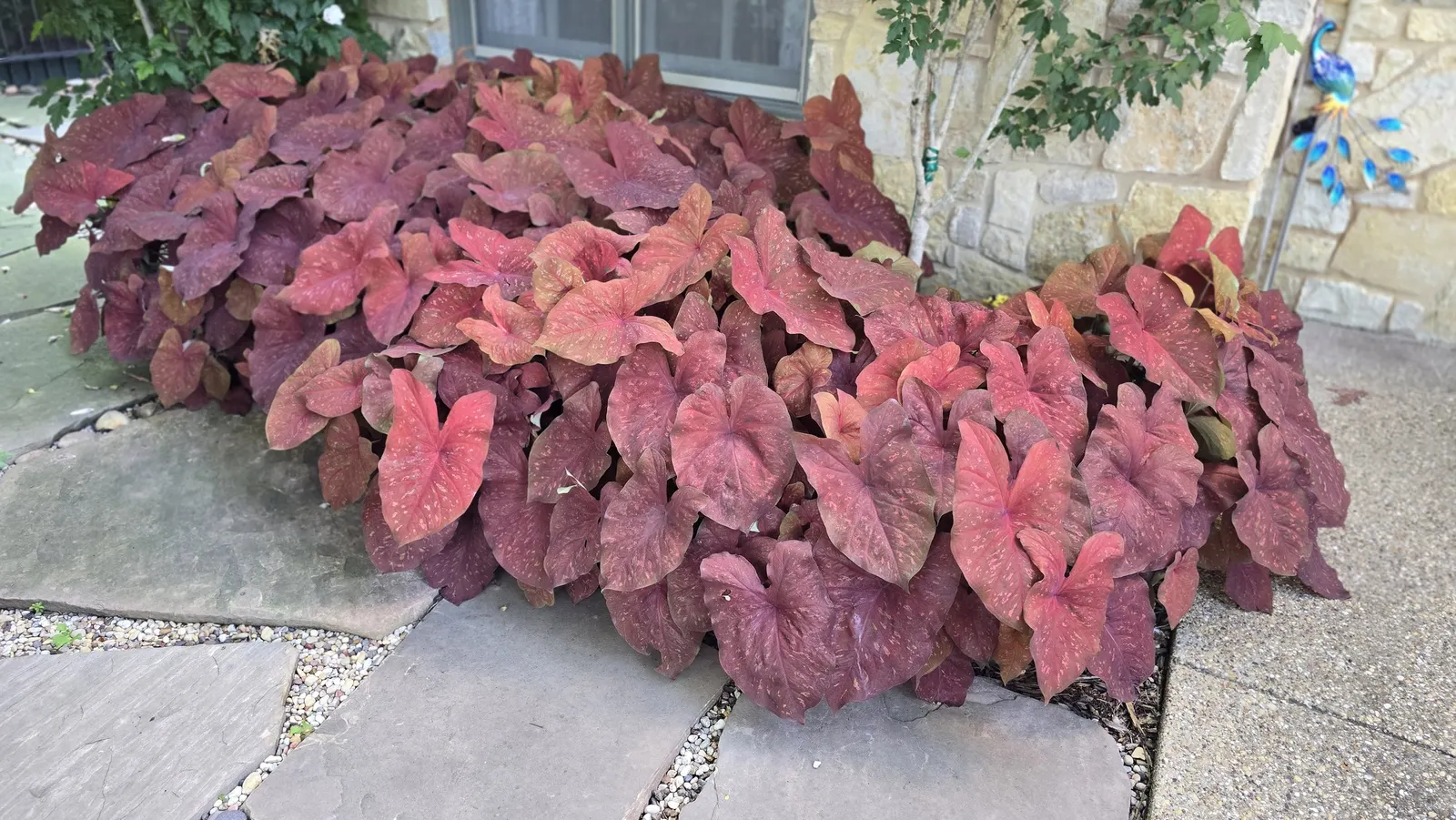'Burning Heart' Sun Caladium (Caladium hortulanum) — The Caladium hortulanum 'Burning Heart' is a Proven Winners® annual caladium with bronze