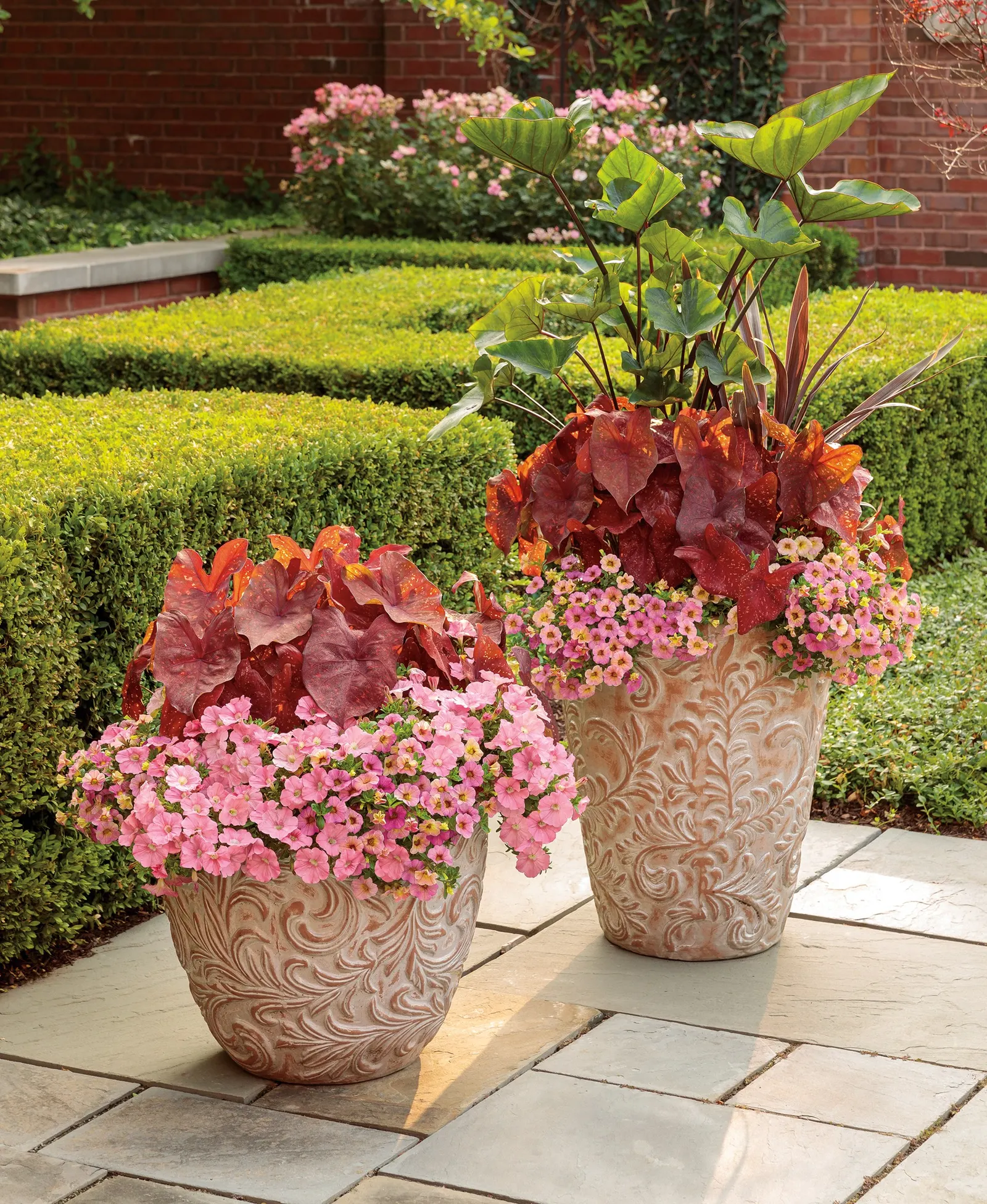 Ultramarine Petunia — this selection offers the velvety depth gardeners love in darker petunias