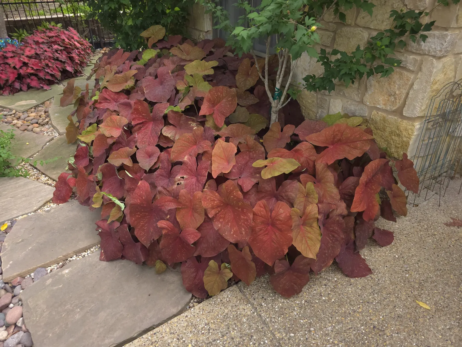 'Burning Heart' Sun Caladium (Caladium hortulanum) — commonly referred to as 'Burning Heart' Sun Caladium