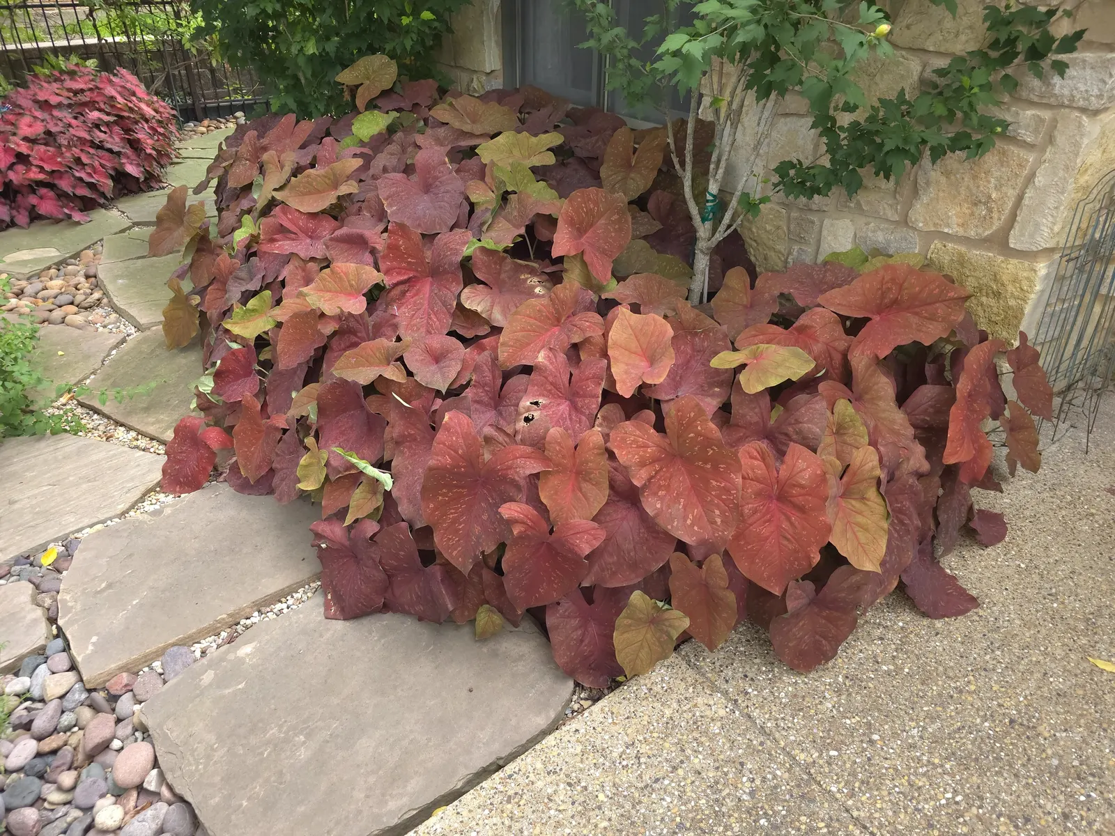 'Burning Heart' Sun Caladium (Caladium hortulanum) — it can fill a compact space beautifully