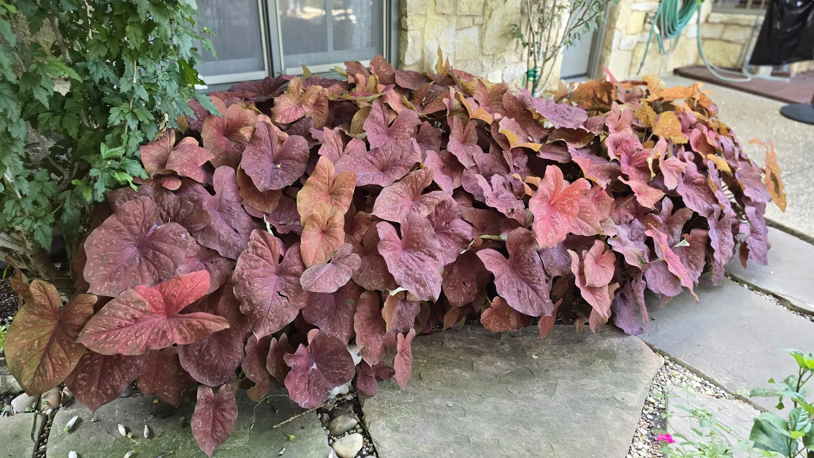 'Burning Heart' Sun Caladium (Caladium hortulanum) — this fancy-leaf selection unfurls broad