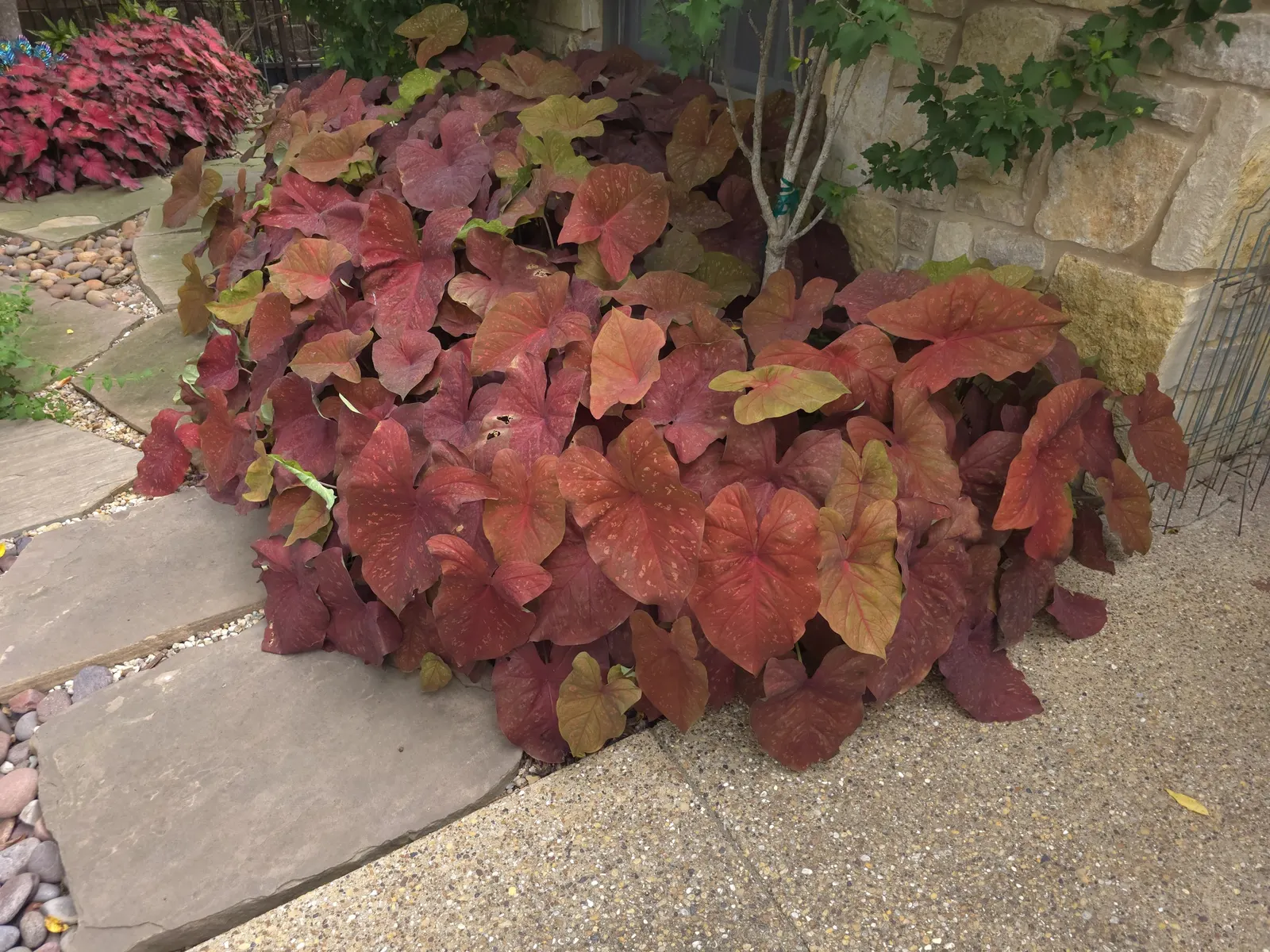 'Burning Heart' Sun Caladium (Caladium hortulanum) — smoldering palette unlike the cooler whites