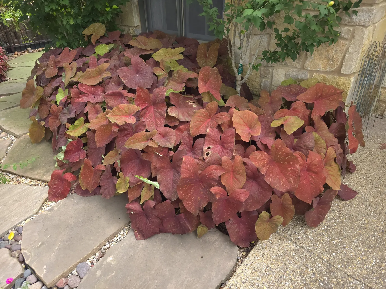 'Burning Heart' Sun Caladium (Caladium hortulanum) — The effect is both earthy and luminous