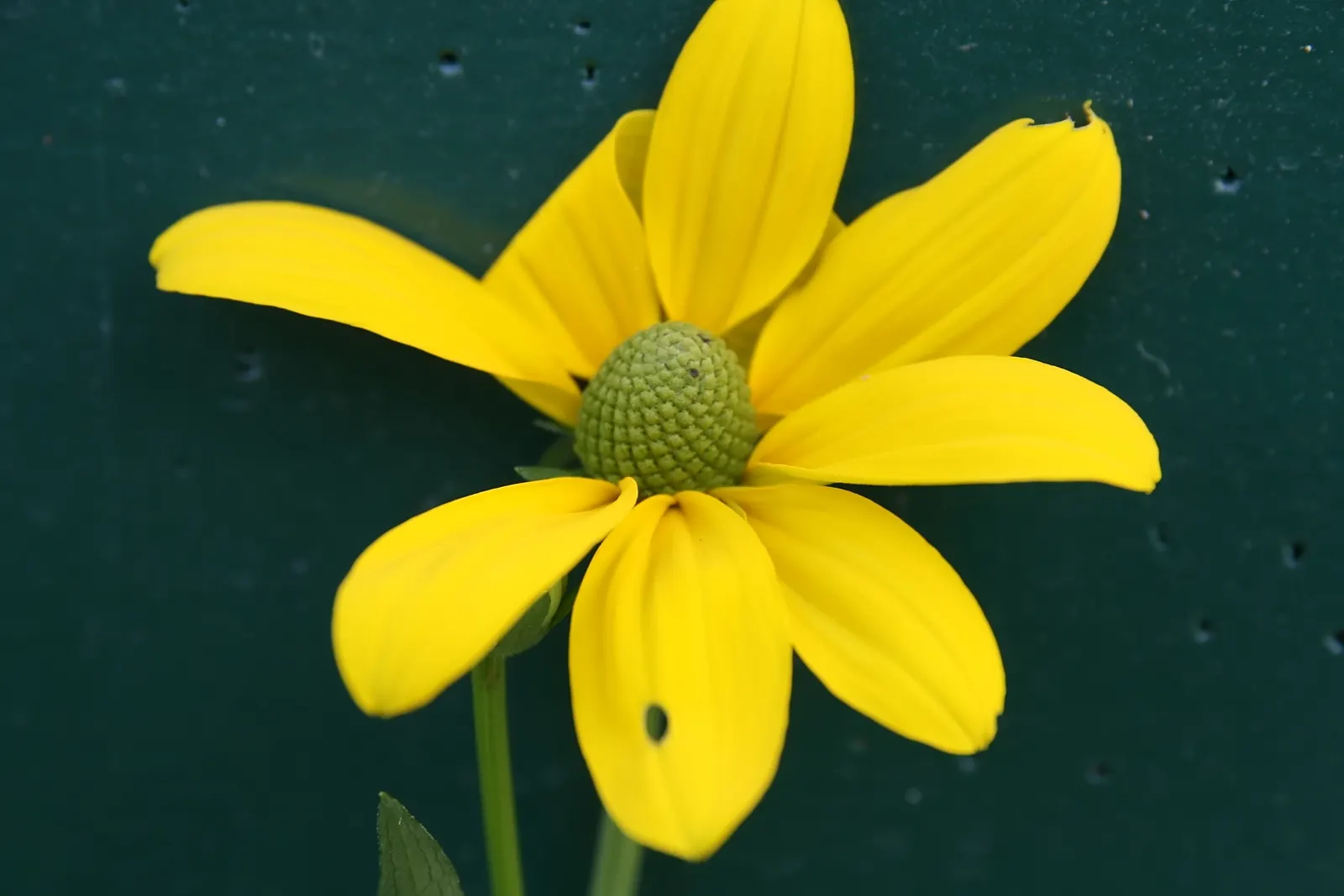 Black-Eyed Susan (Rudbeckia Nitida 'Herbstonne') — is a striking perennial known for its tall