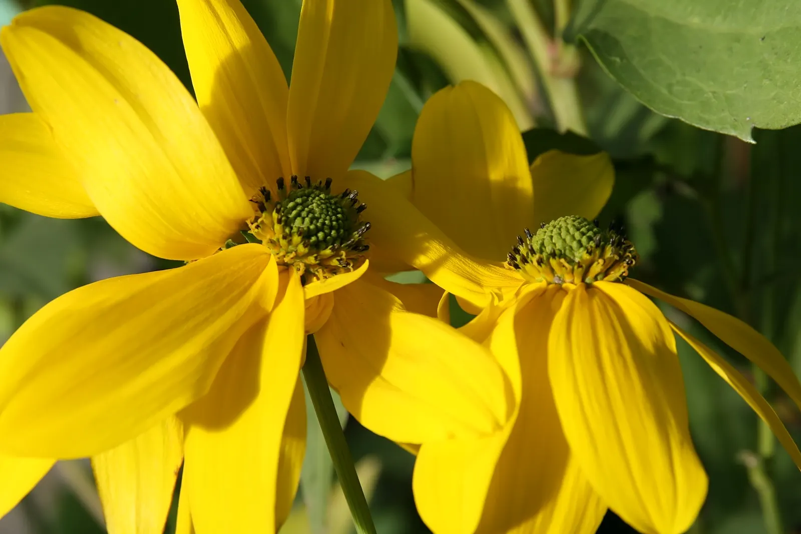 Black-Eyed Susan (Rudbeckia Nitida 'Herbstonne') — robust stature and its bright
