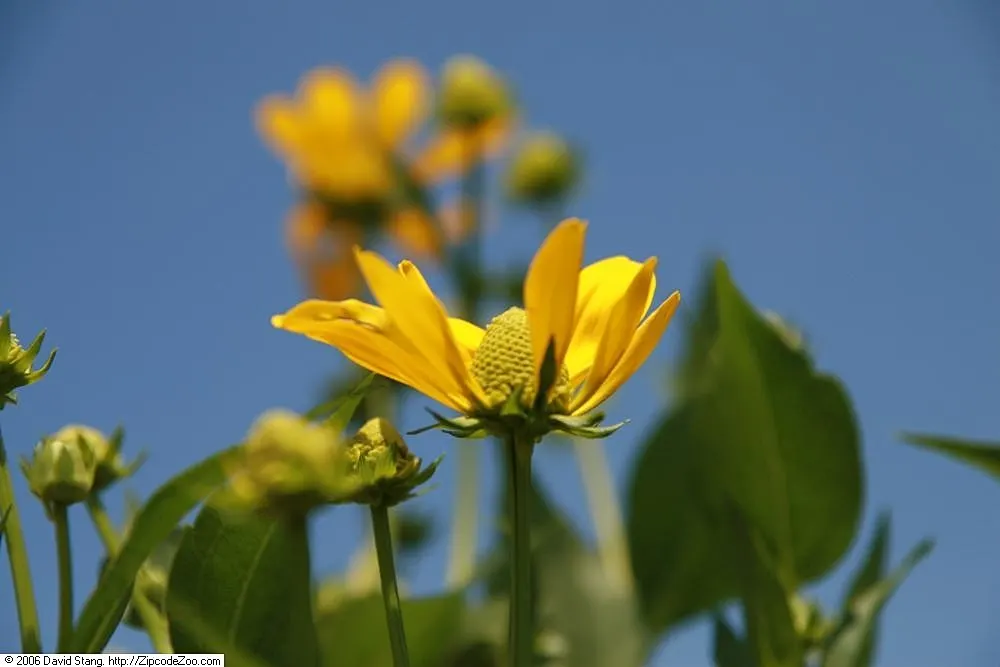 Black-Eyed Susan (Rudbeckia Nitida 'Herbstonne') — Its late summer blooms attract butterflies and are excellent for cutting